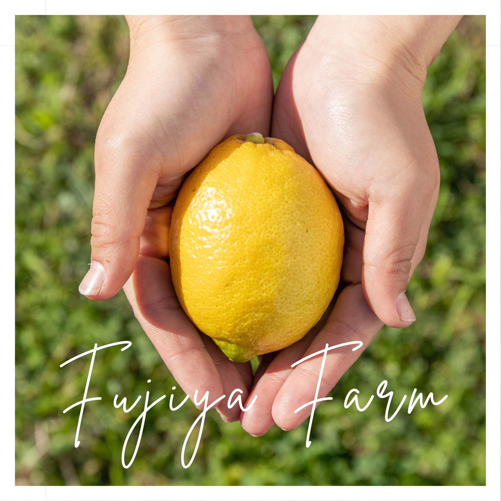広島・大崎上島から届く、有機レモン——皮まで安心して食べられる、感動のオーガニックレモン