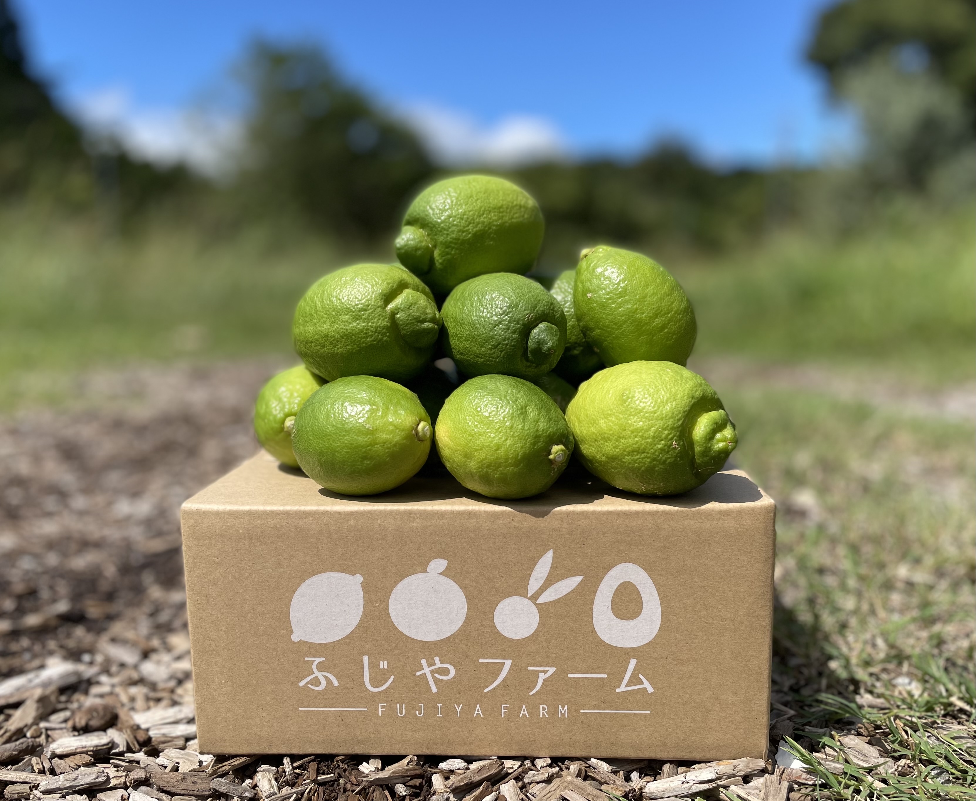 レモンの季節がやってくる!!フレッシュでヘルシーなレモン選びのコツを徹底解説!