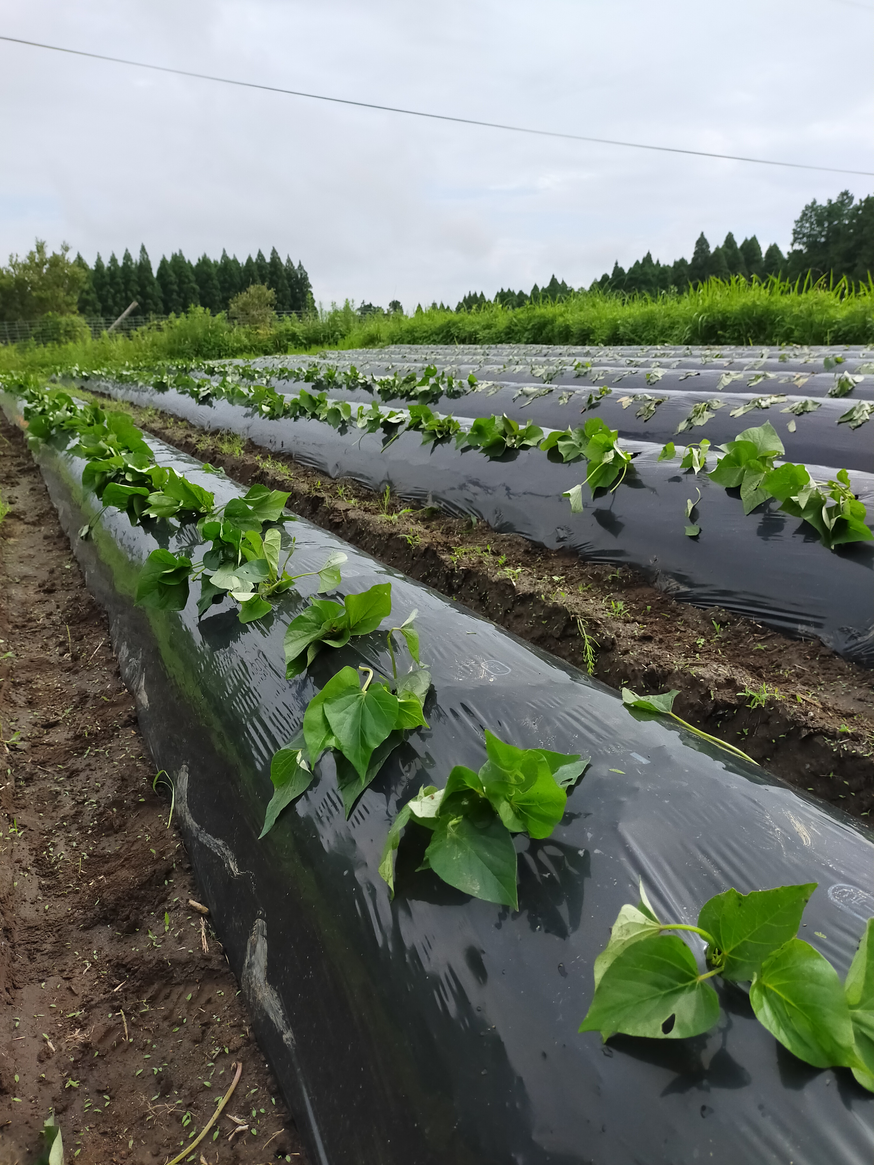 【浜直農園日誌2025】苗植え完了