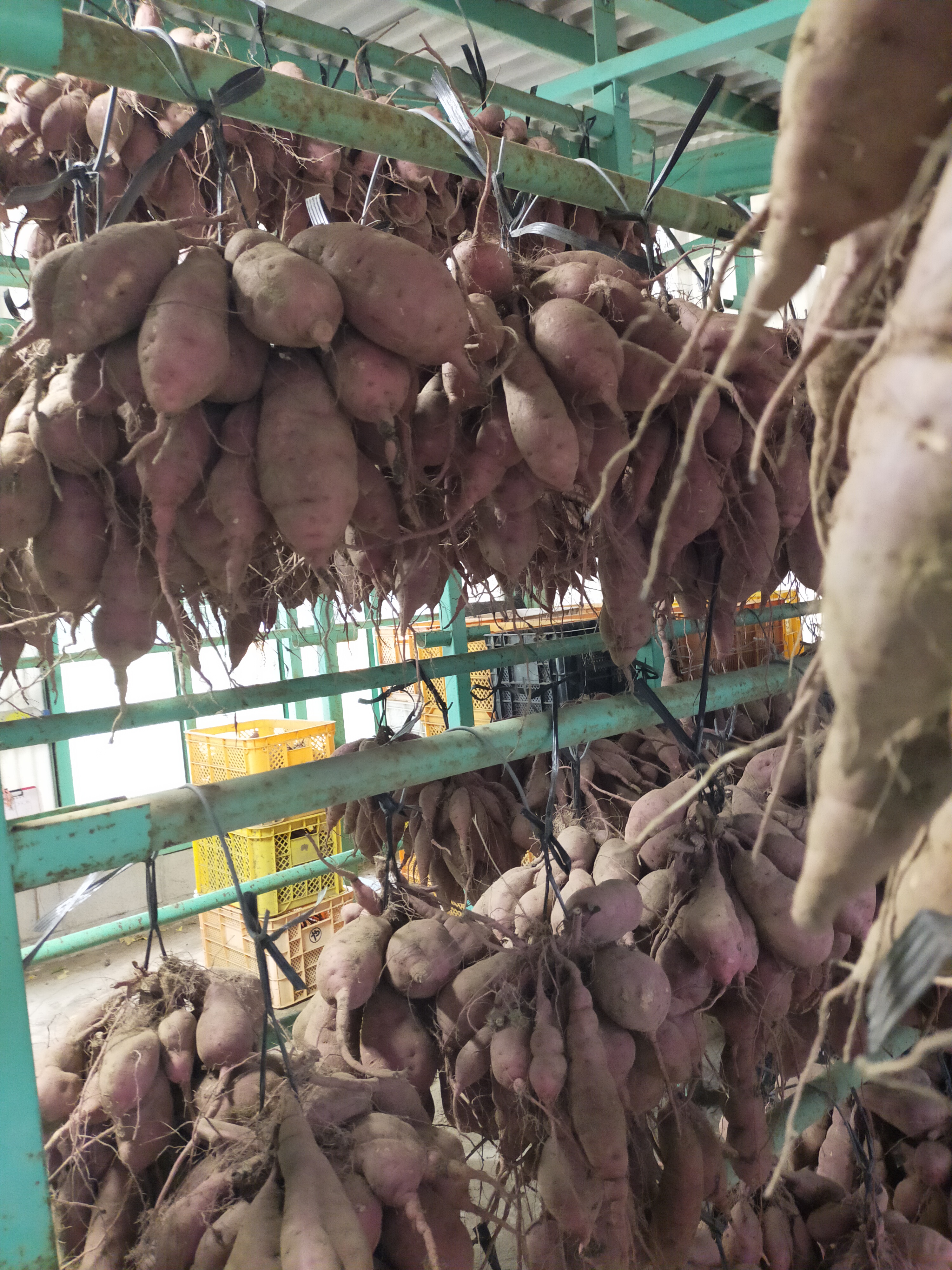 【つらさげ芋2025④】解禁まで40日　つらさげ作業最盛期