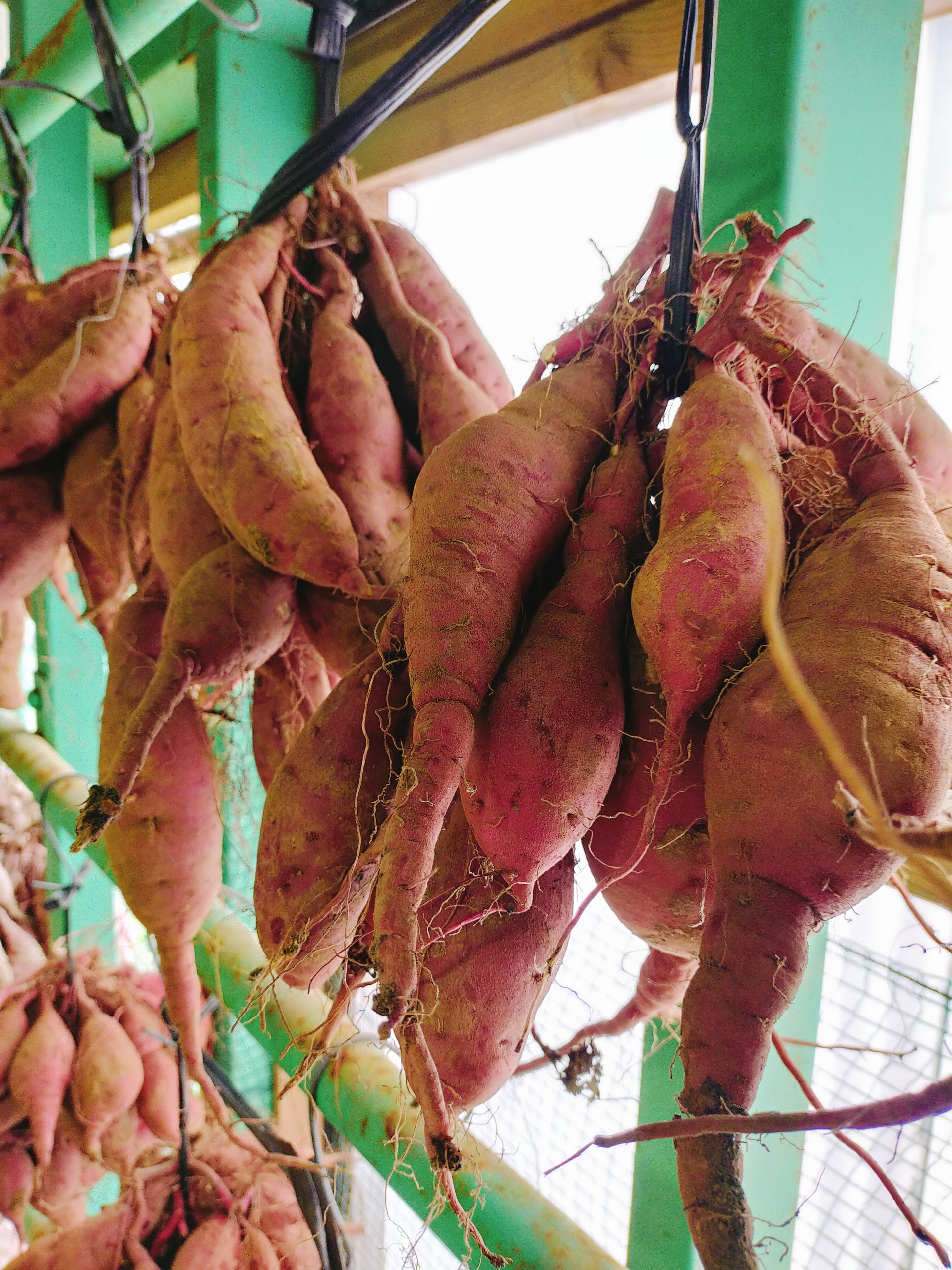 【浜直農園のこだわり⑥】地域のこだわり　つらさげ芋