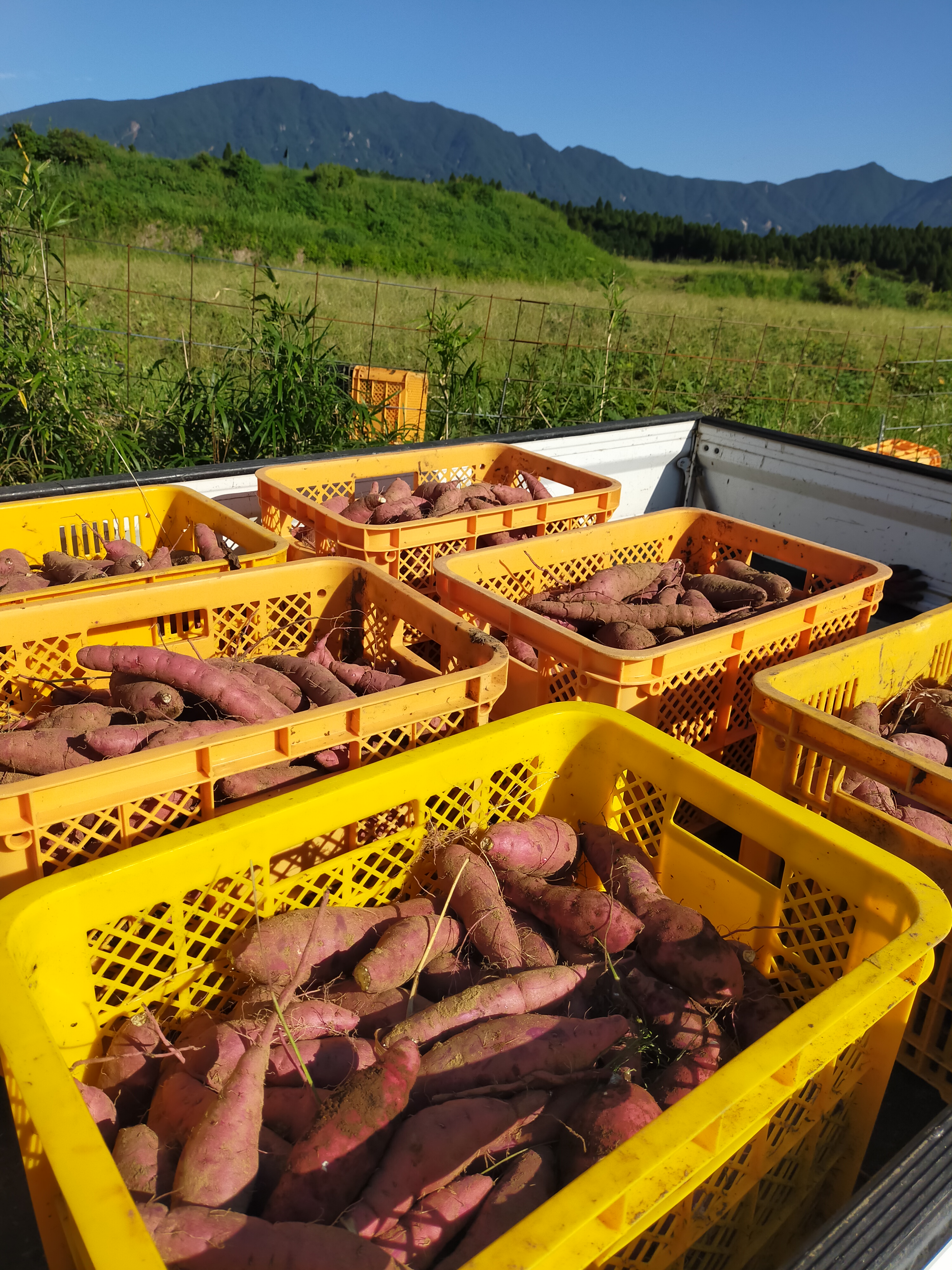 【つらさげ芋2025③】解禁まで60日　収穫始まりました