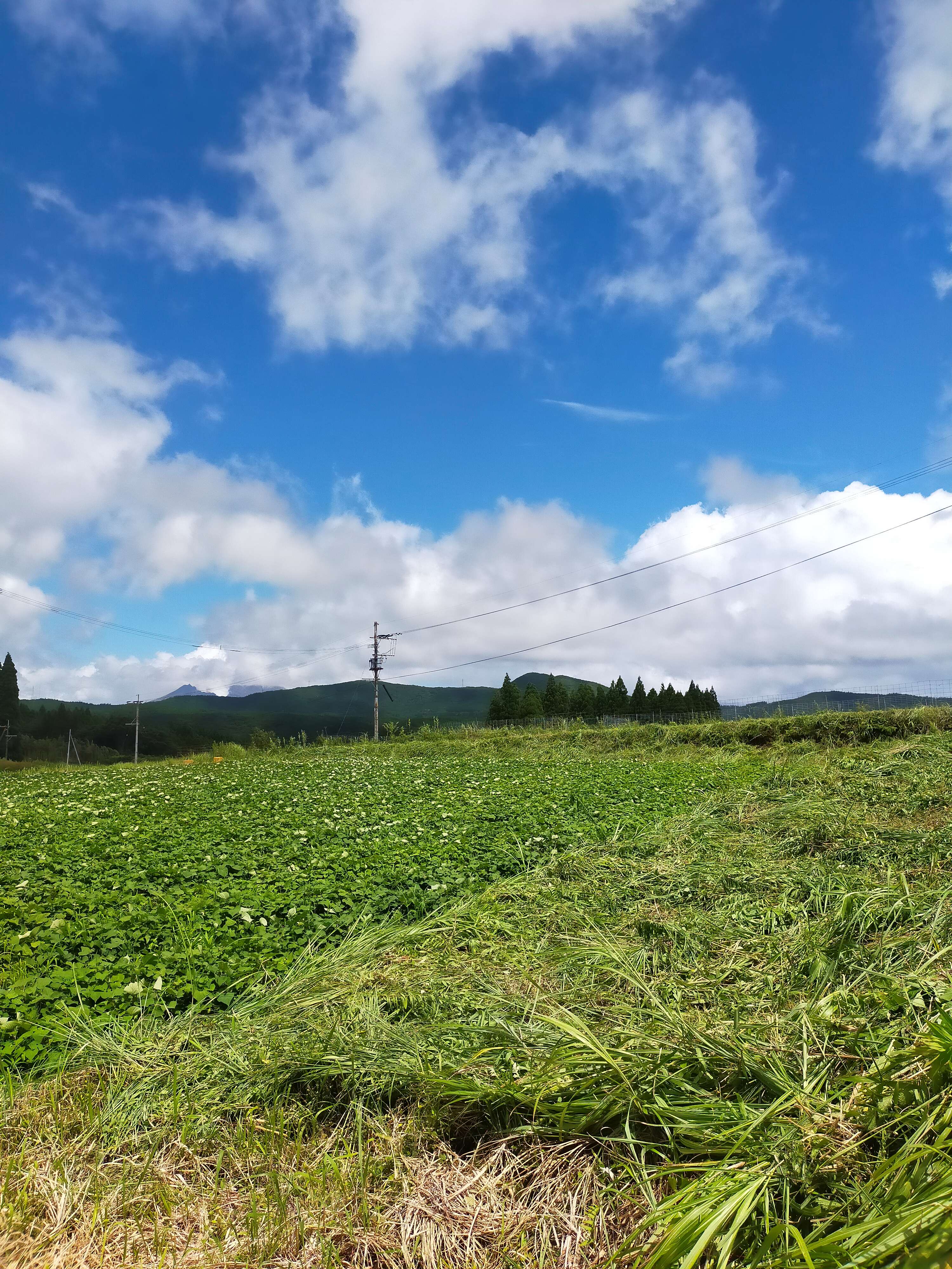 【浜直農園日誌2025】酷暑！衰えぬ雑草との攻防