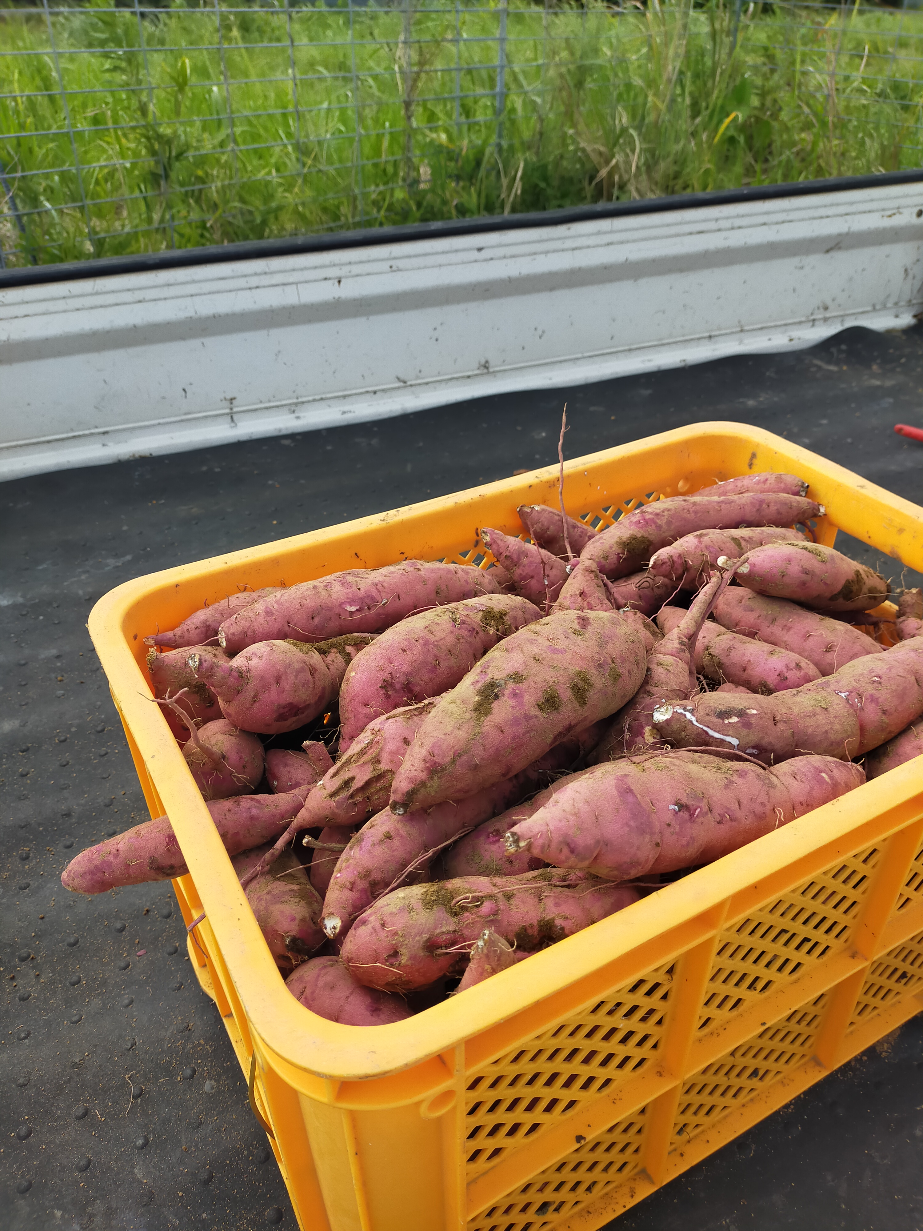 【浜直農園日誌2025】ついに目の前　実りの秋