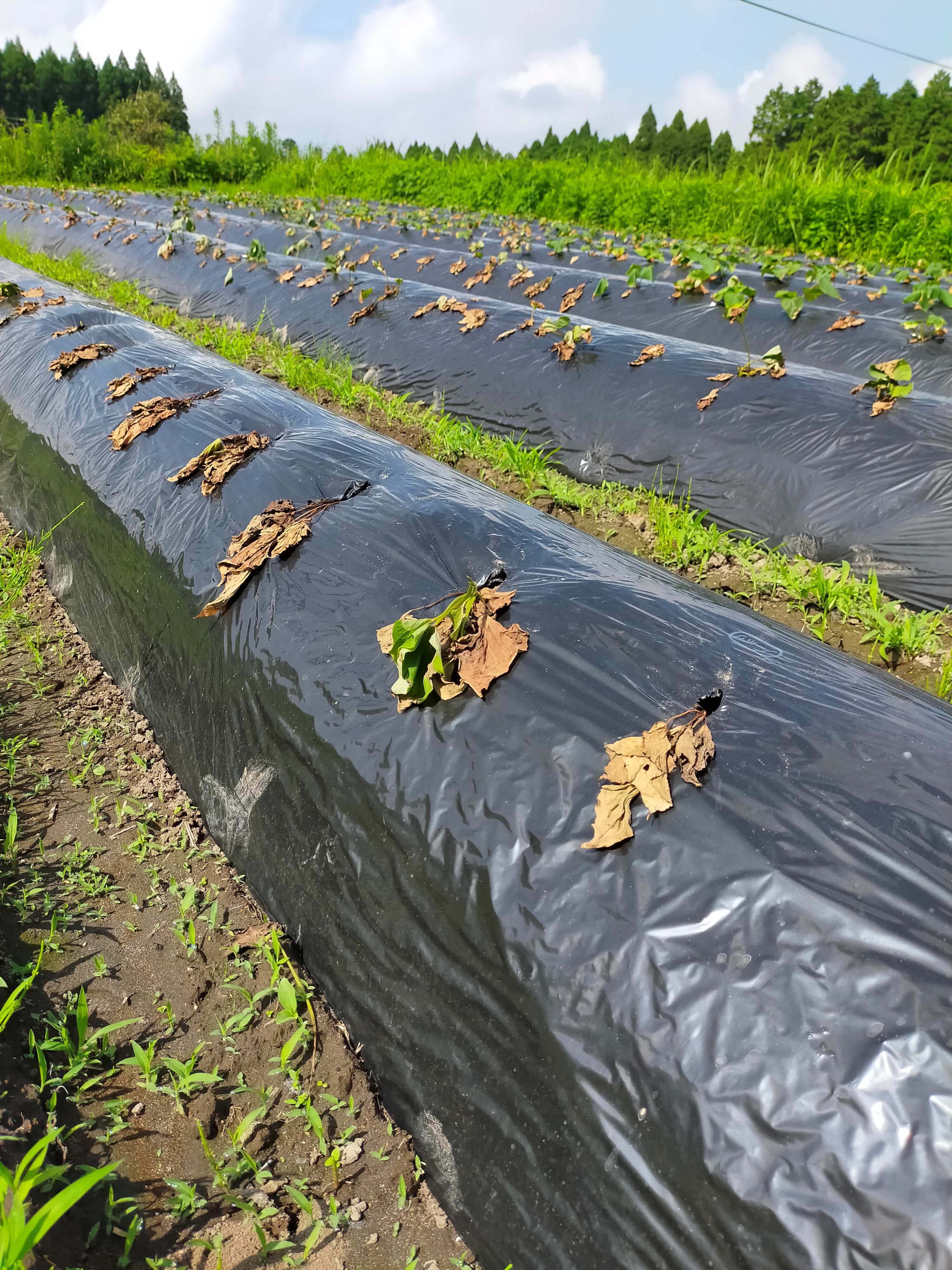 【浜直農園日誌2025】猛暑！苗、一部枯れました