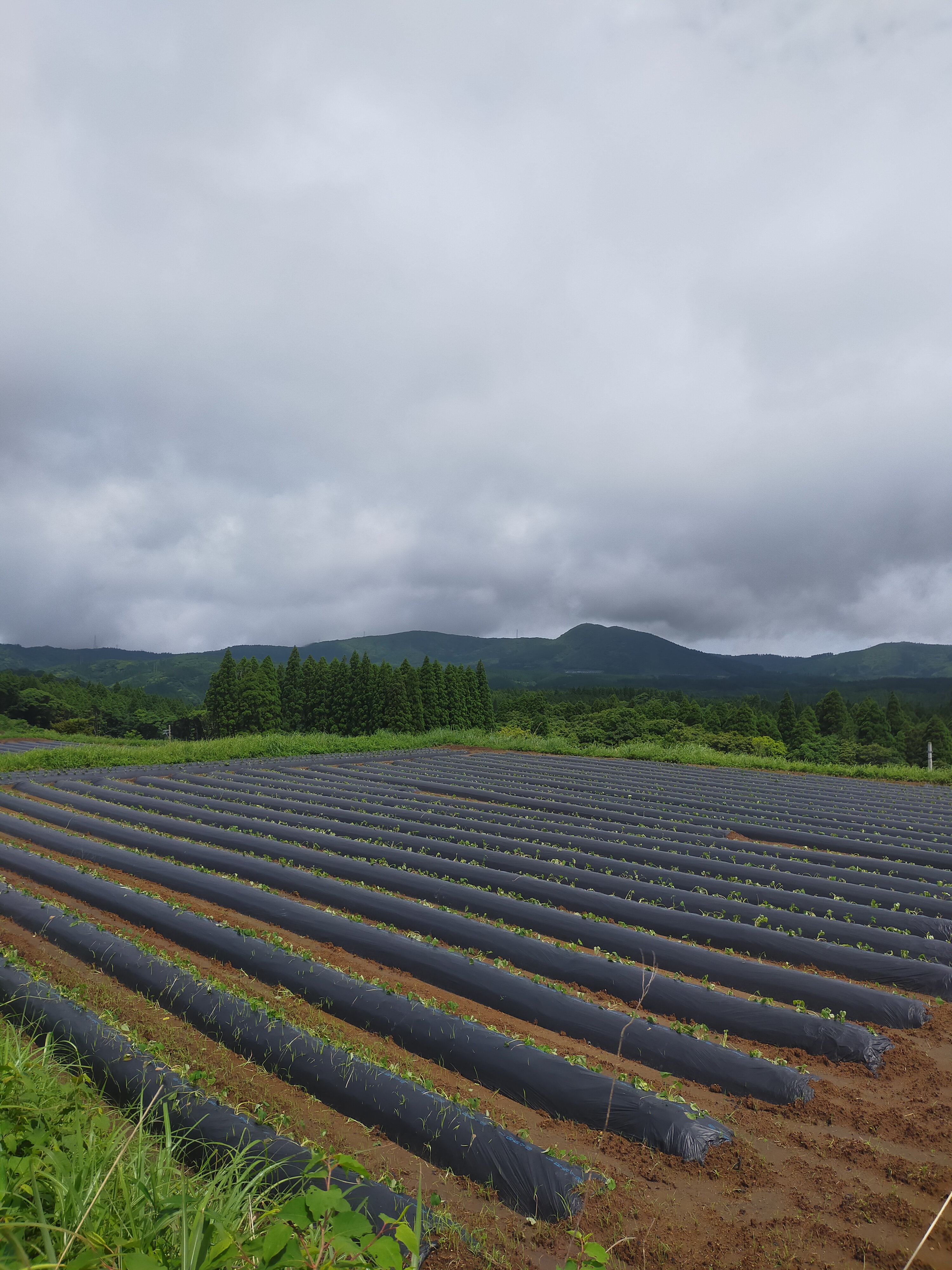 【浜直農園日誌2025】苗植え　ゴール目前！
