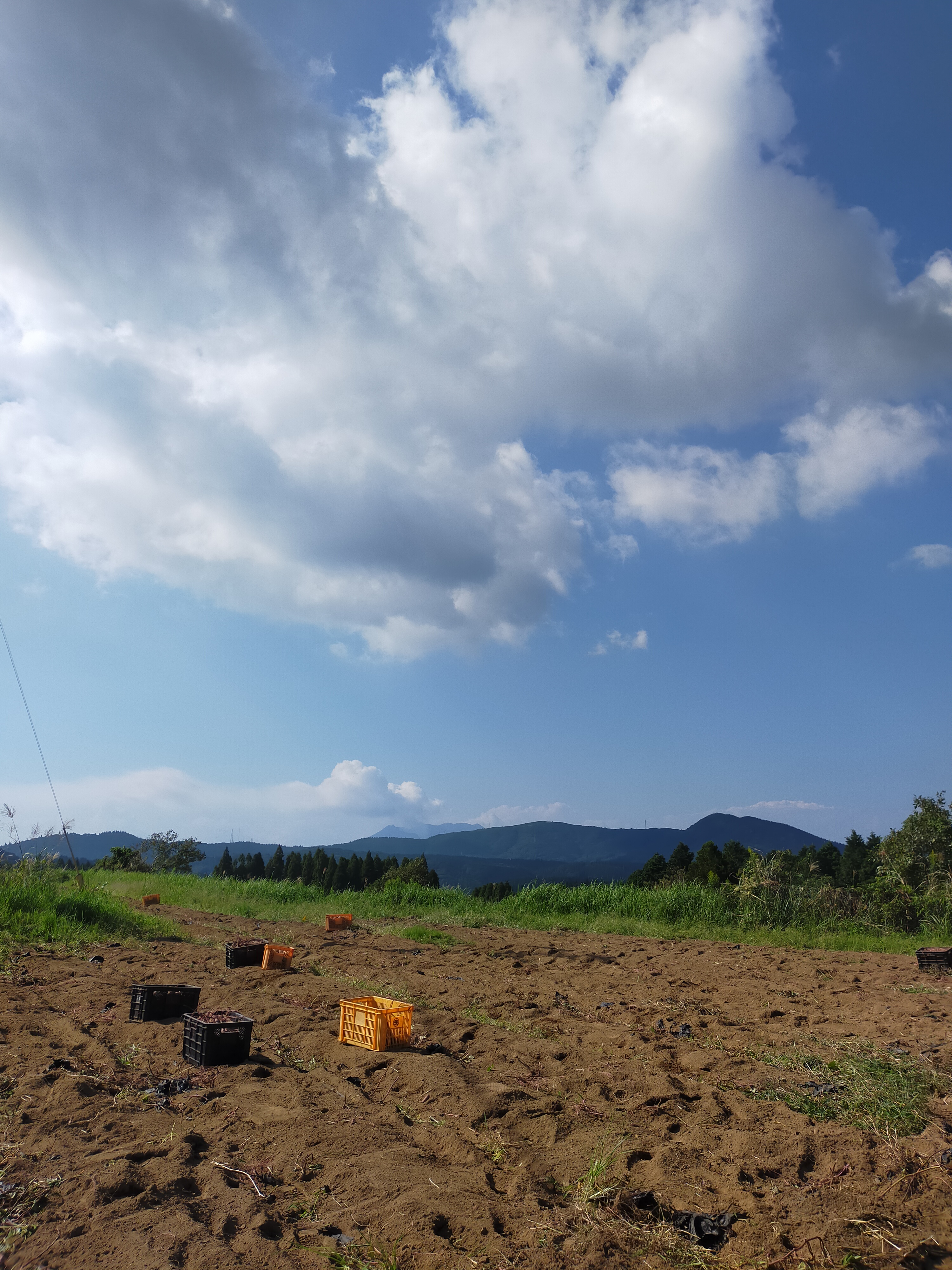 【浜直農園日誌2025】真夏日の収穫