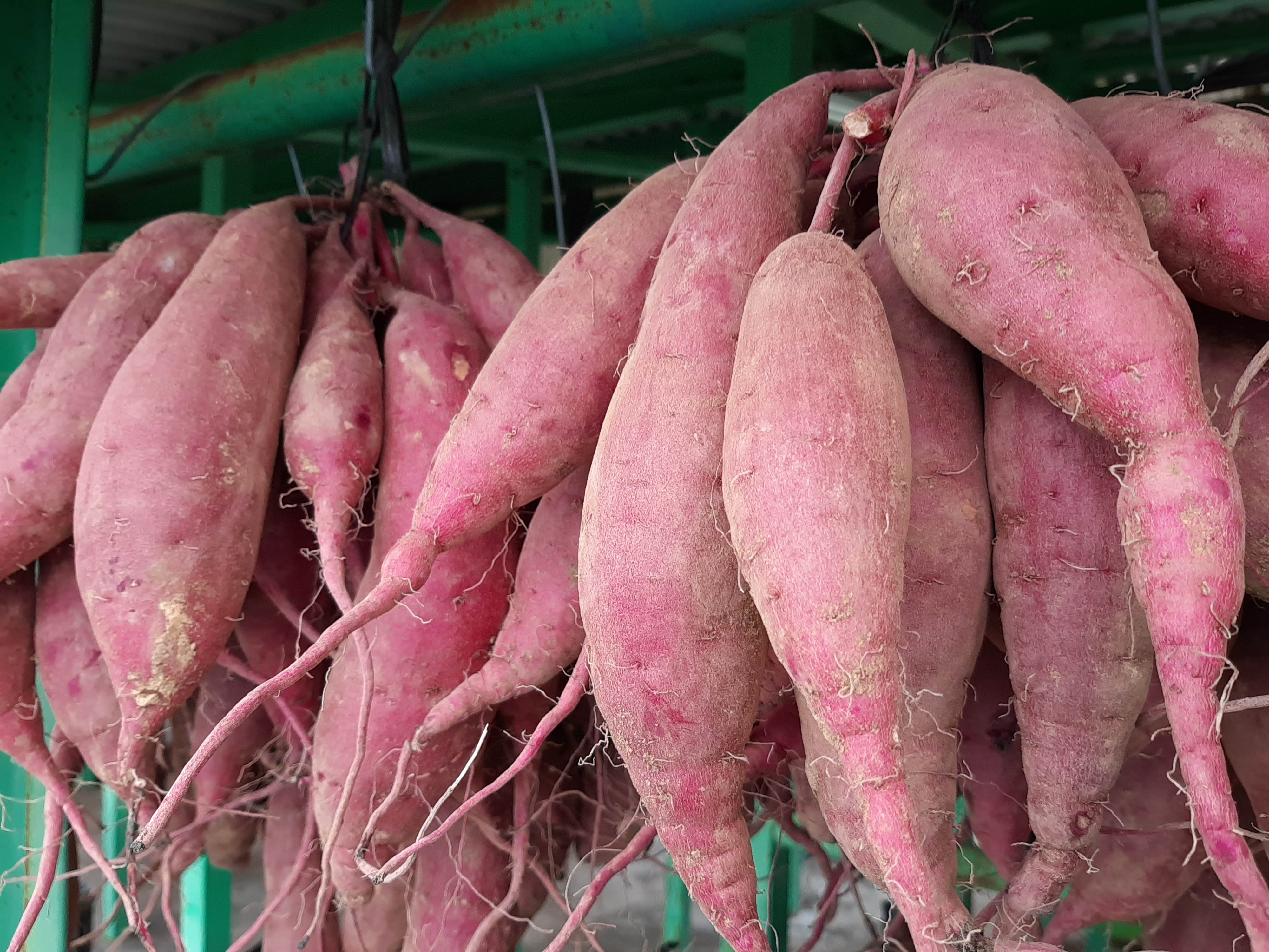 【つらさげ芋2025①】９月突入！解禁まで、あと90日