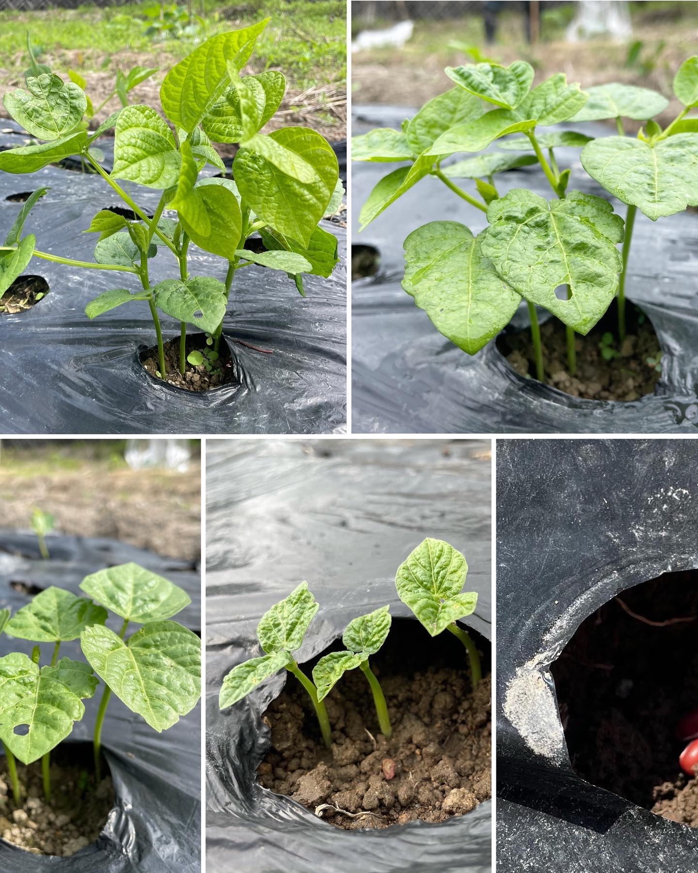 小豆の成長記録🌱1ヶ月目
