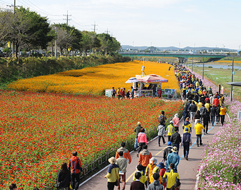 10月1日～13日　長城　黄龍川黄色花祭り