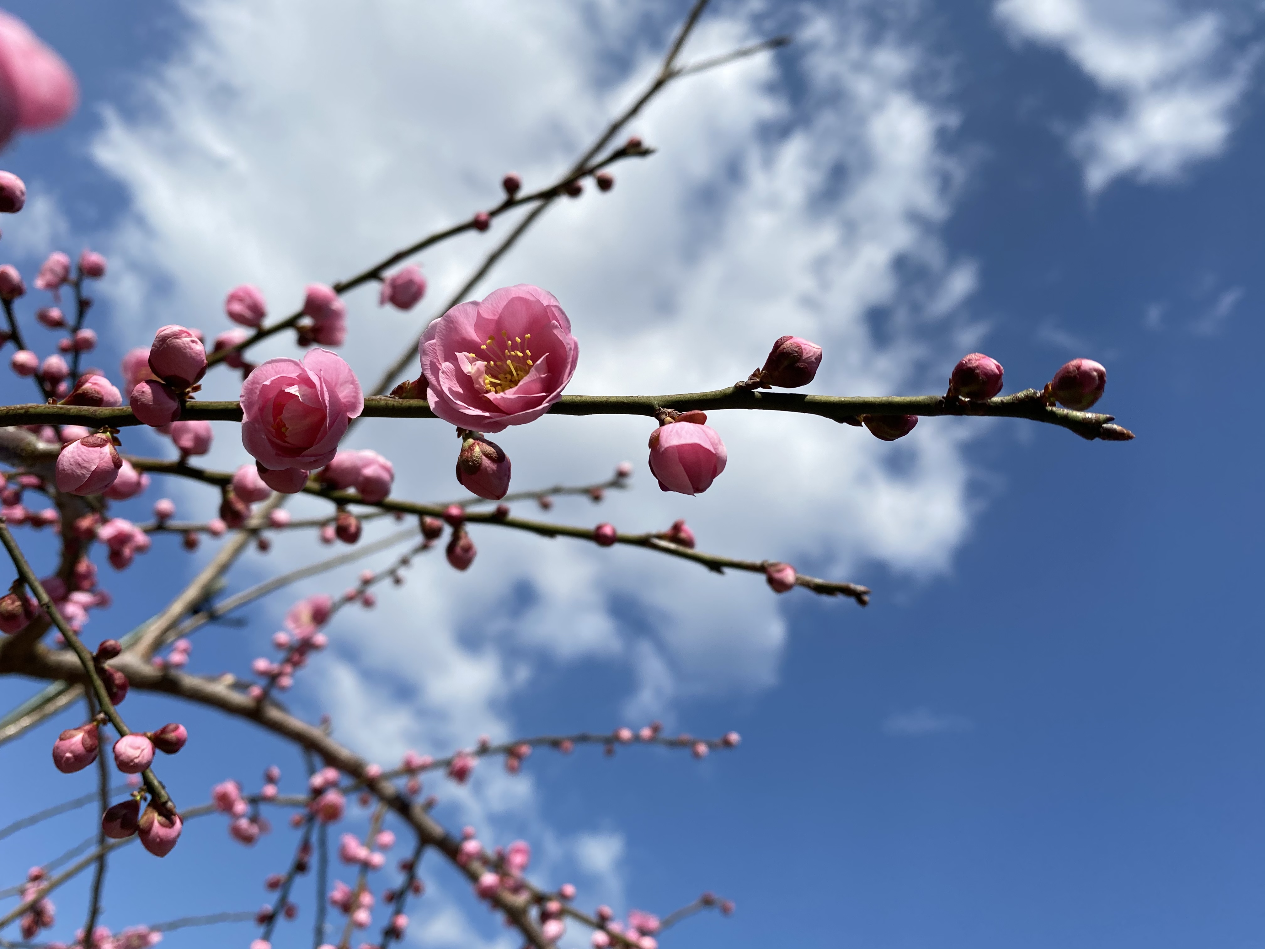 春の訪れまであと少し