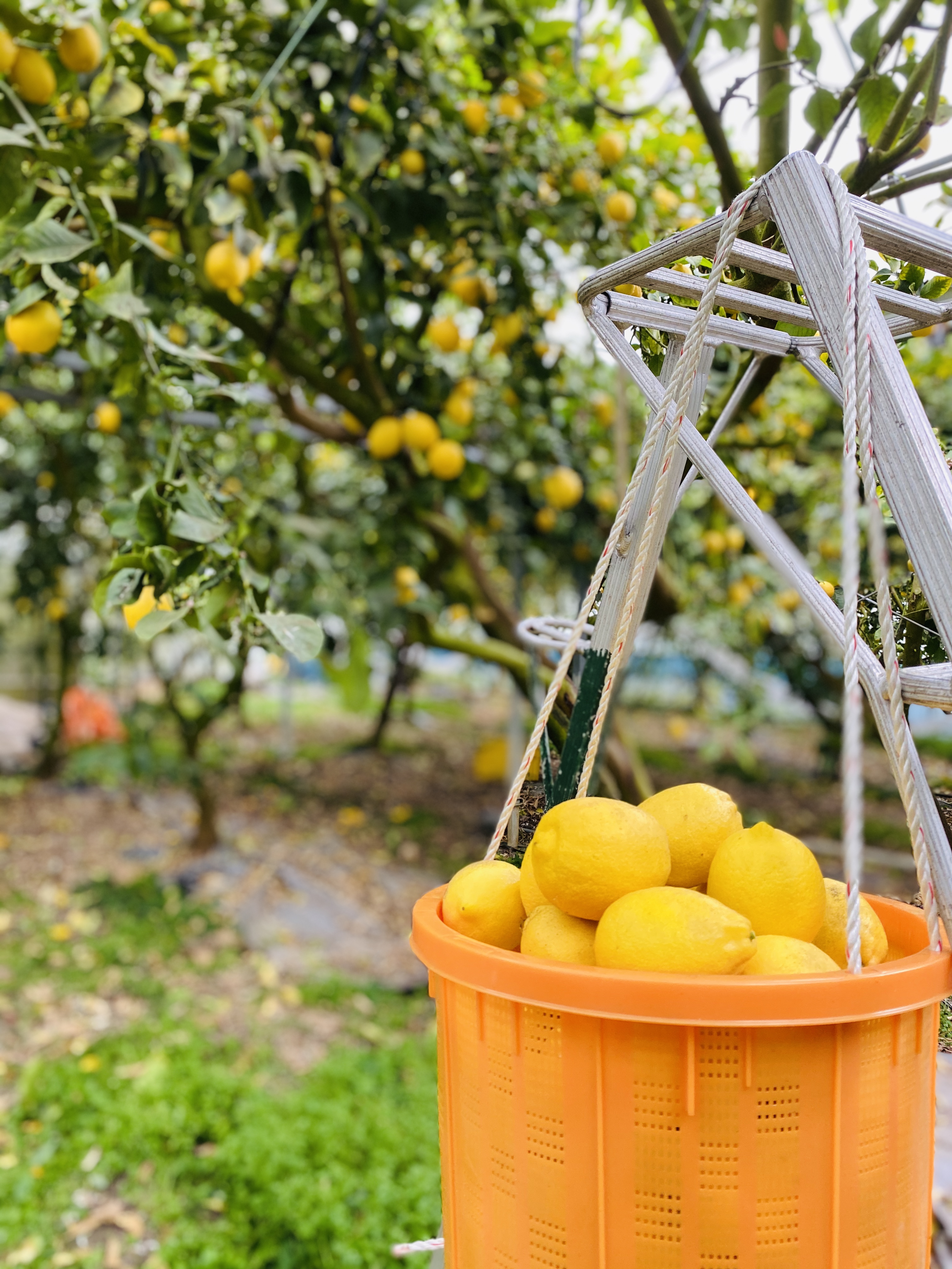 🍋日本で初めてハウス栽培のレモンが生まれた島🍋