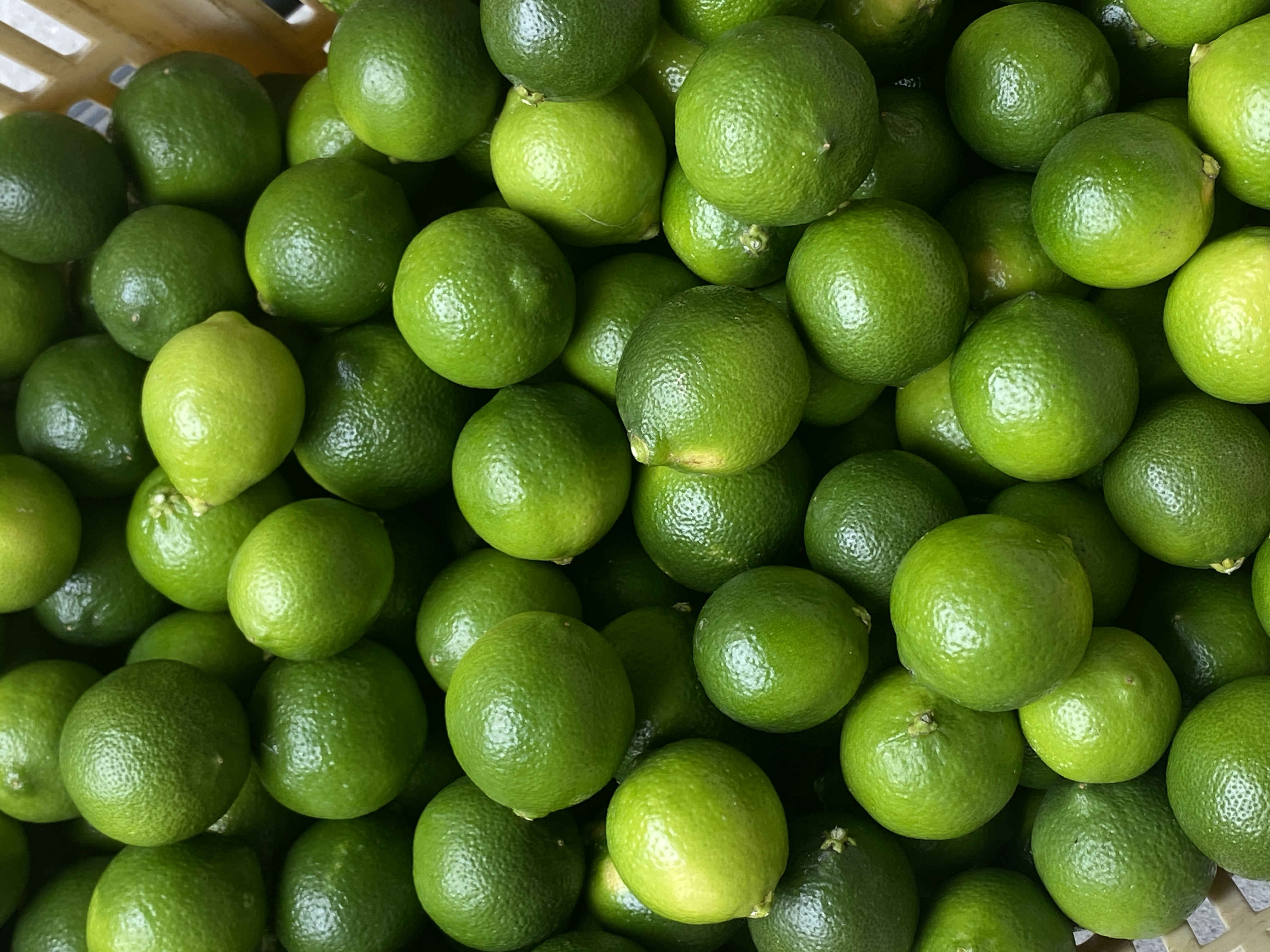 【9月に食べられるおいしい国産柑橘!】 特徴や日持ちまで、瀬戸内の柑橘のプロがやさしく解説します🍋