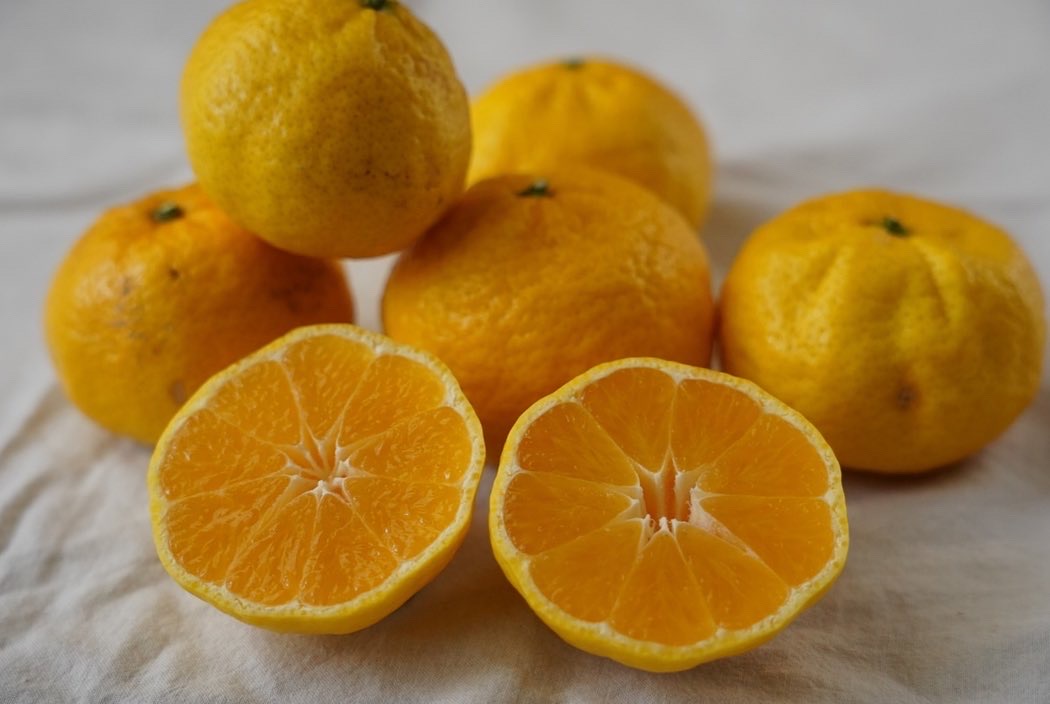 愛媛県でしか栽培できない「媛小春（ひめこはる）」 特徴や購入方法をみかんのプロが徹底解説！