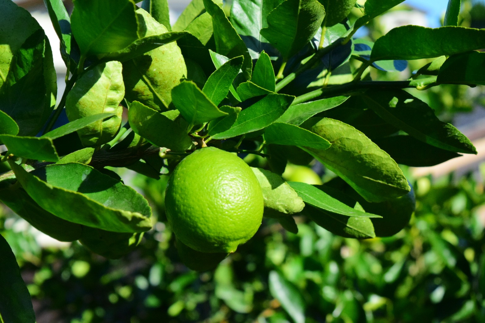 国産ライムのすごさは香りの『爆発力』 瀬戸内のかんきつ屋さんがその魅力を徹底解説！