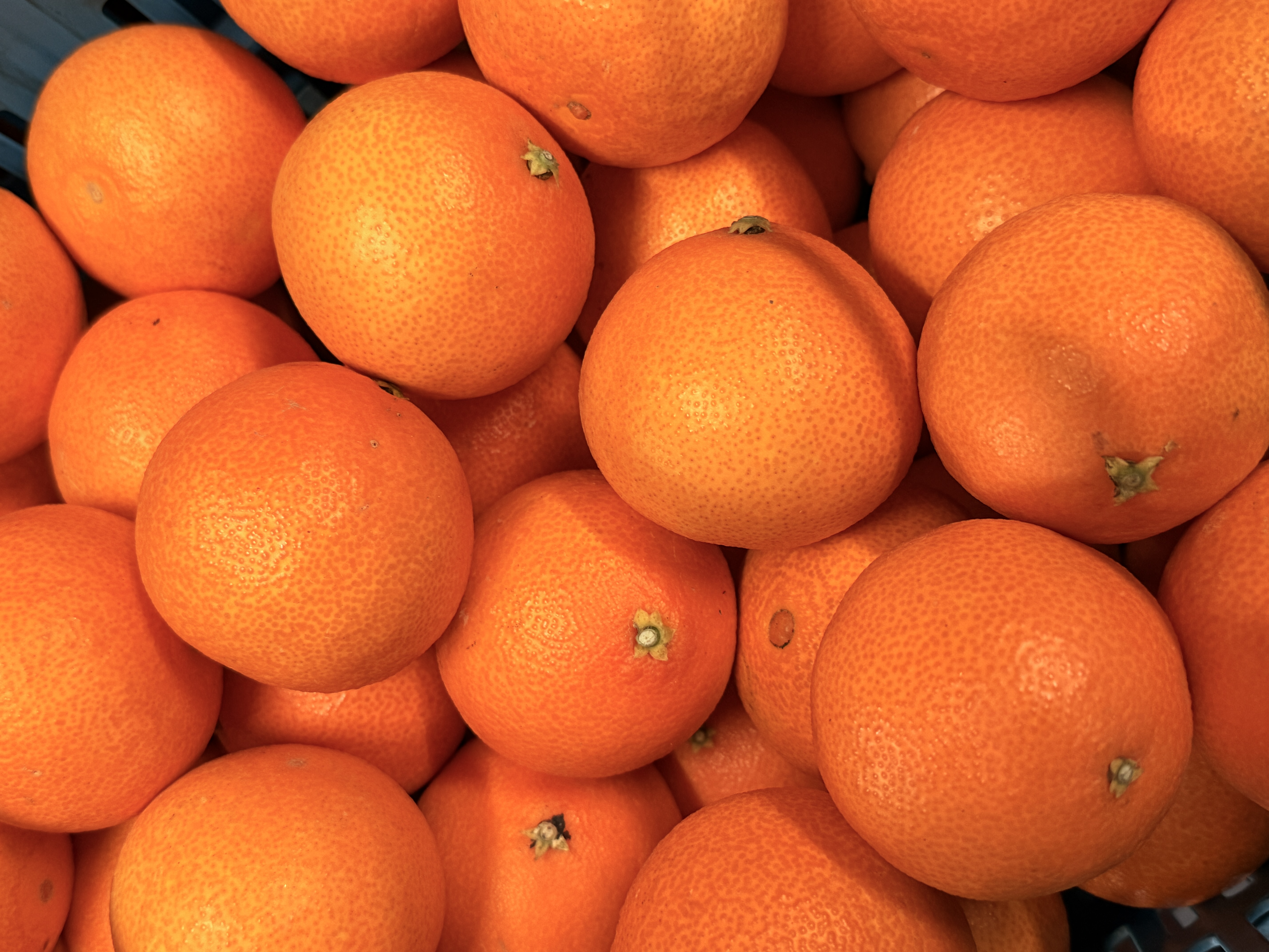 紅まどんなはどのサイズがおすすめ?小ぶりなサイズが美味しい理由を愛媛県のみかん屋さんが徹底解説!