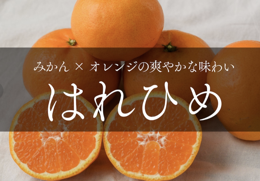 年末から新春が旬のみかん「はれひめ」 収穫時期や特徴を愛媛のみかんのプロが徹底解説!
