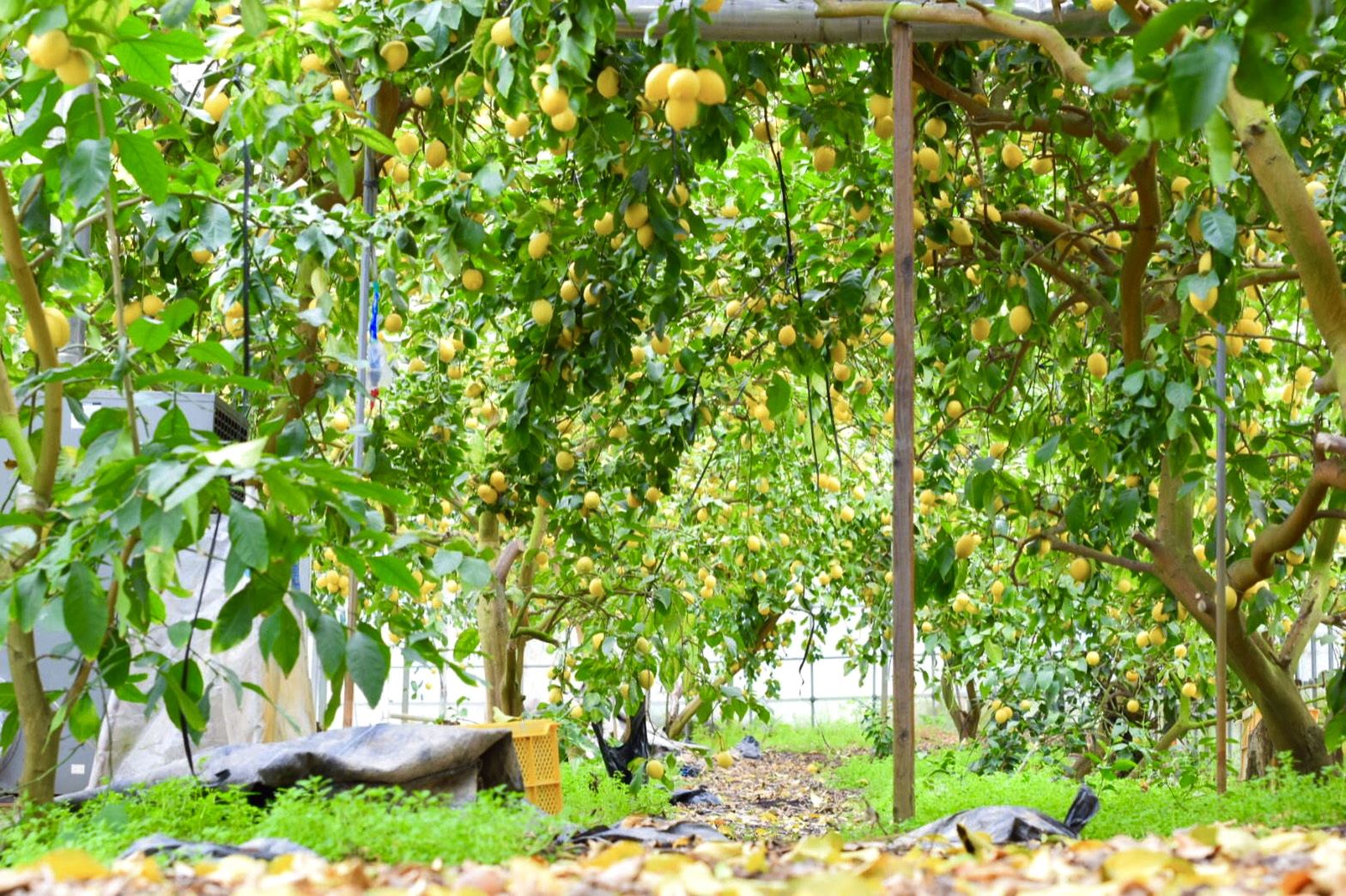 レモンってどんな栄養があるの？？ 今さら聞けないレモンの秘密を瀬戸内の柑橘屋さんが教えちゃいます！