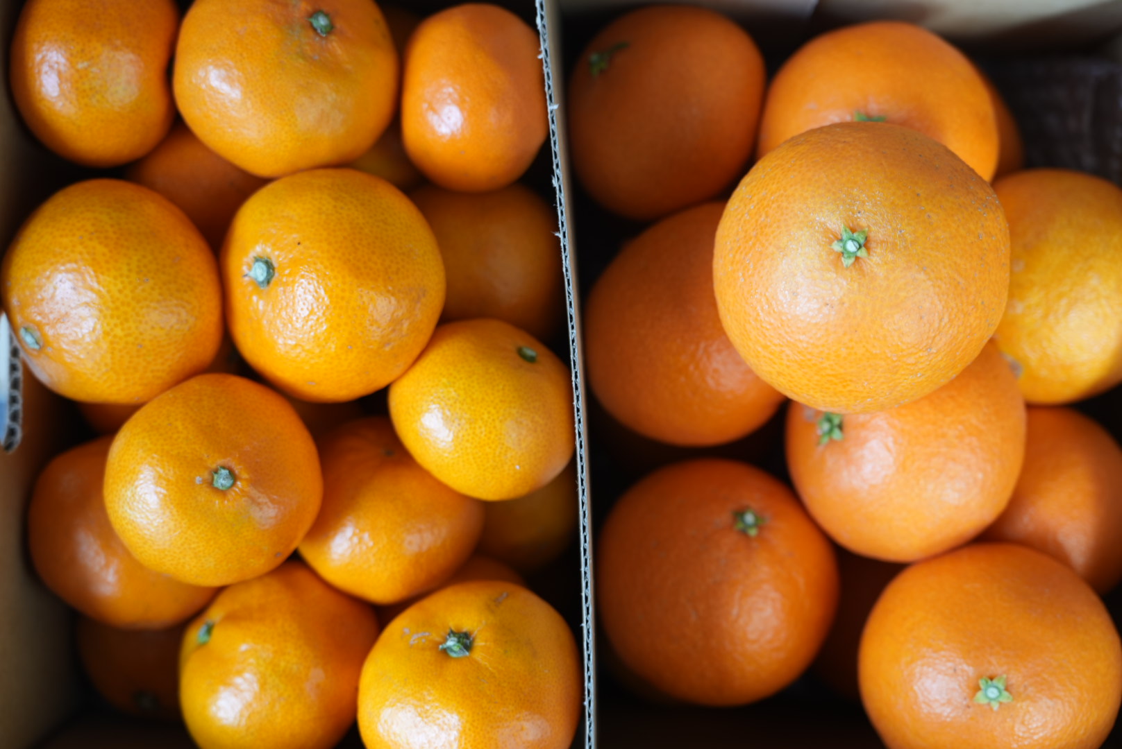 紅まどんな、愛媛みかんを同時に楽しむなら産地直送がおすすめ! 愛媛のみかん屋さんが徹底解説!