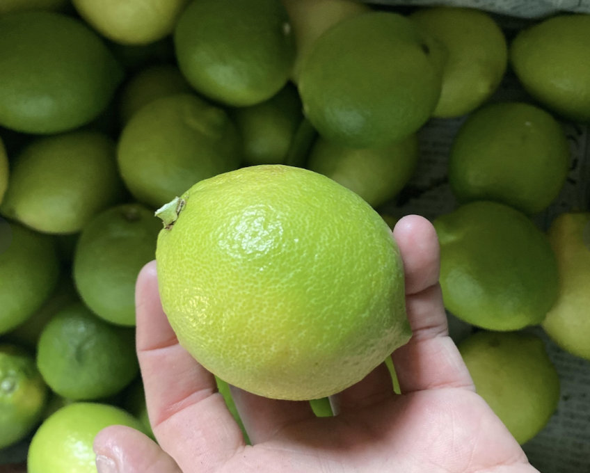 【夏の国産レモン】瀬戸内・しまなみから届く、ハウス栽培のグリーンレモン🍋