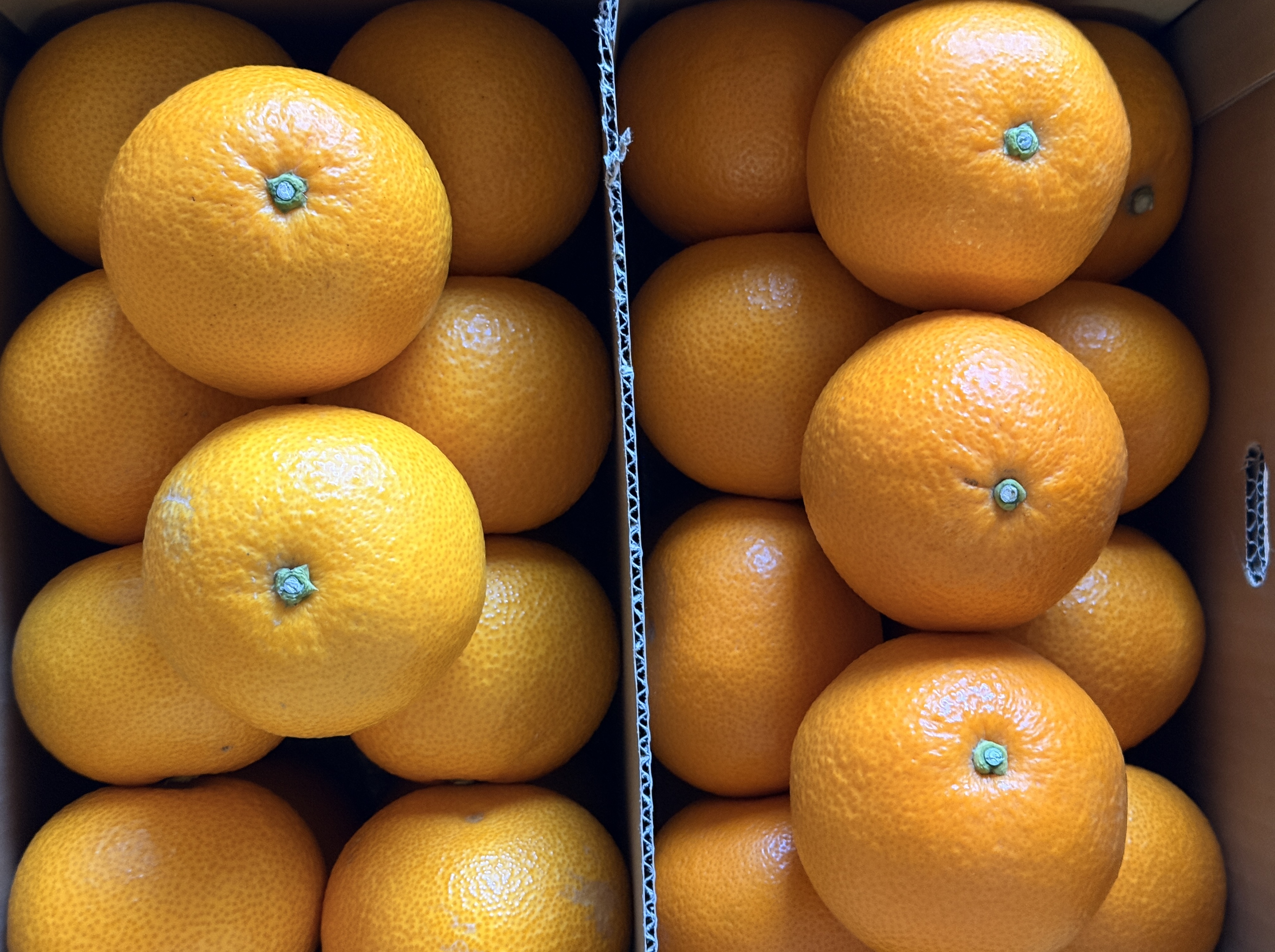 紅八朔と八朔の違いって何？！ 愛媛の柑橘のプロが徹底解説！