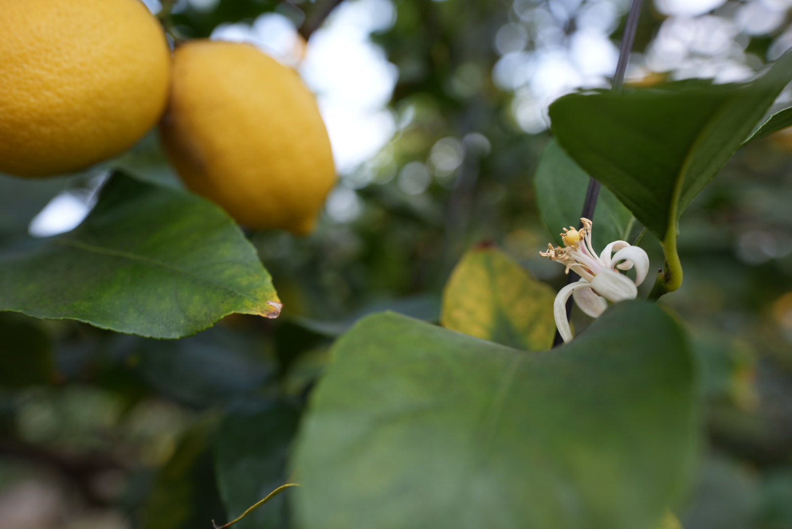 レモンの島・岩城島の完熟レモンと白い花