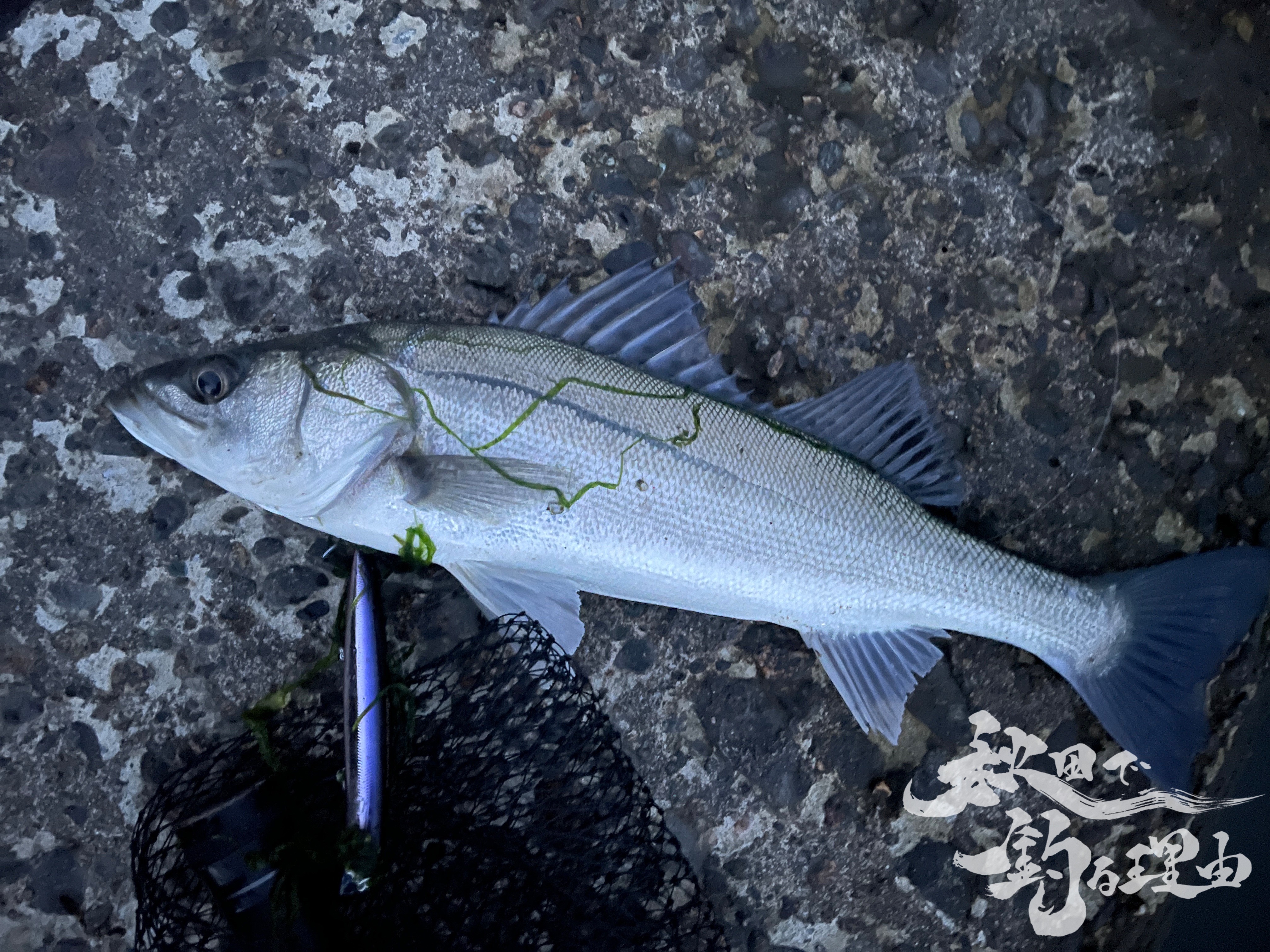 秋田シーバス釣行 答えはサヨリパターン 秋田で釣る理由 Official Site