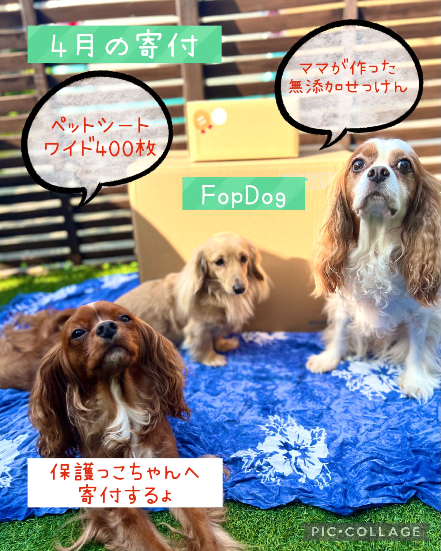 4月の寄付活動