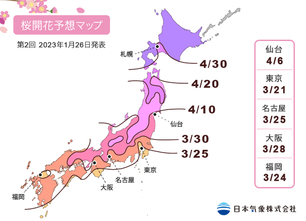 最新版！桜の開花予報！