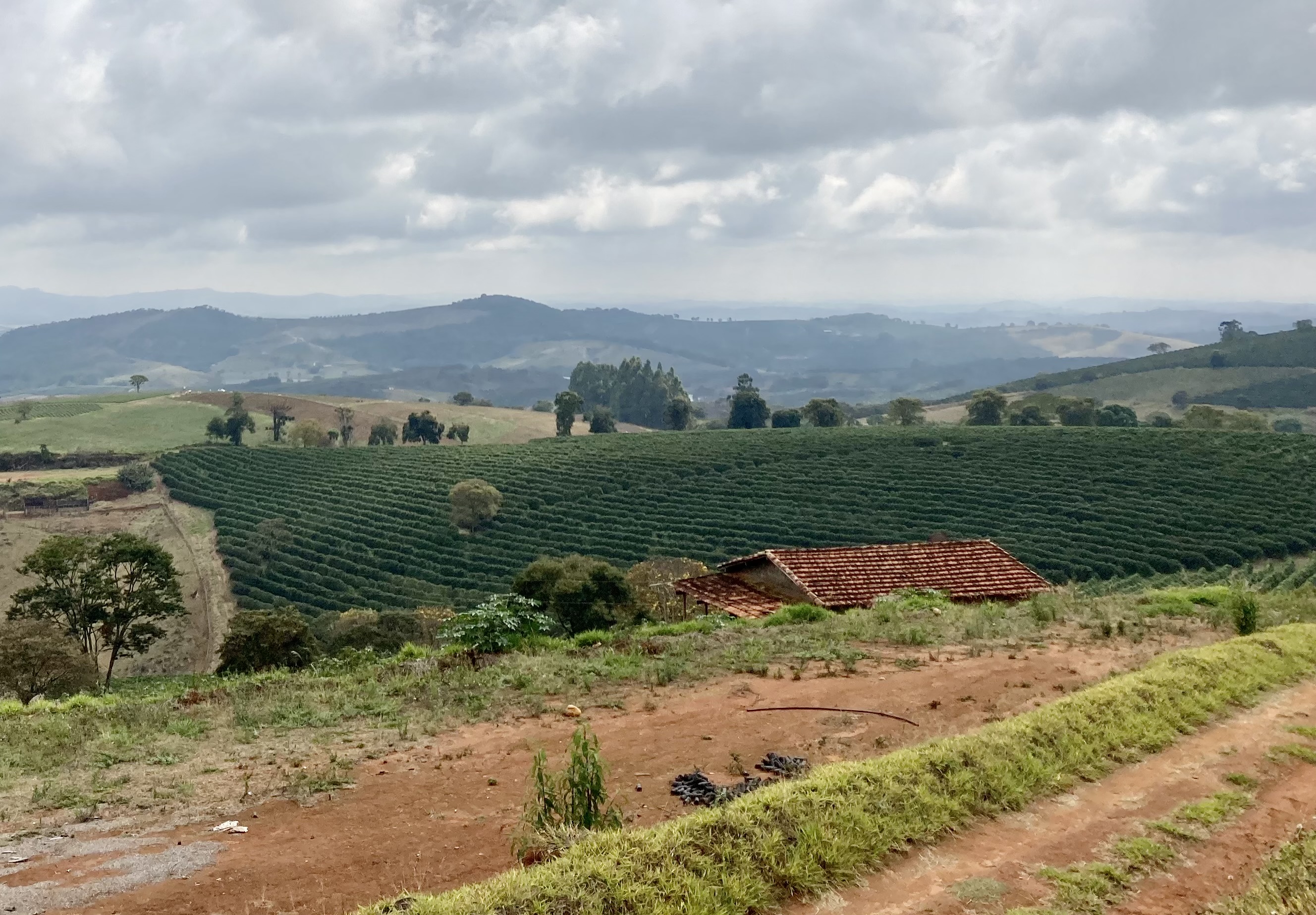 コーヒーの勉強がしたくて、本場ブラジルまで行ってきた①