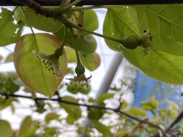 小さな実🍐