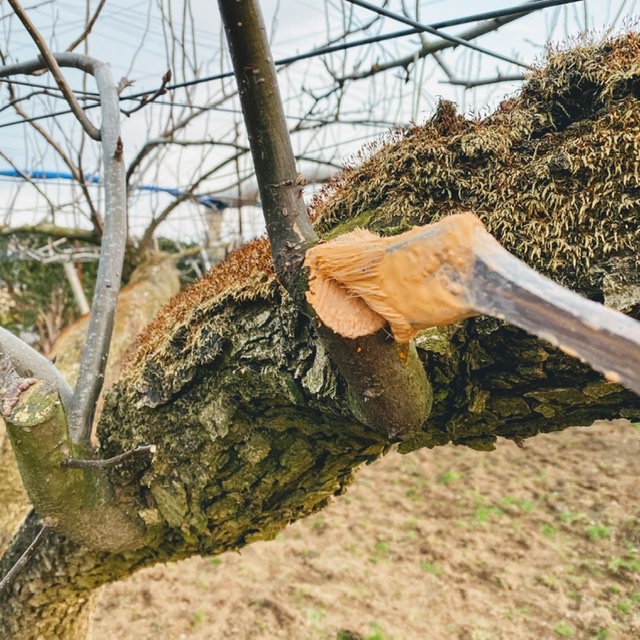 梨の手入れ②