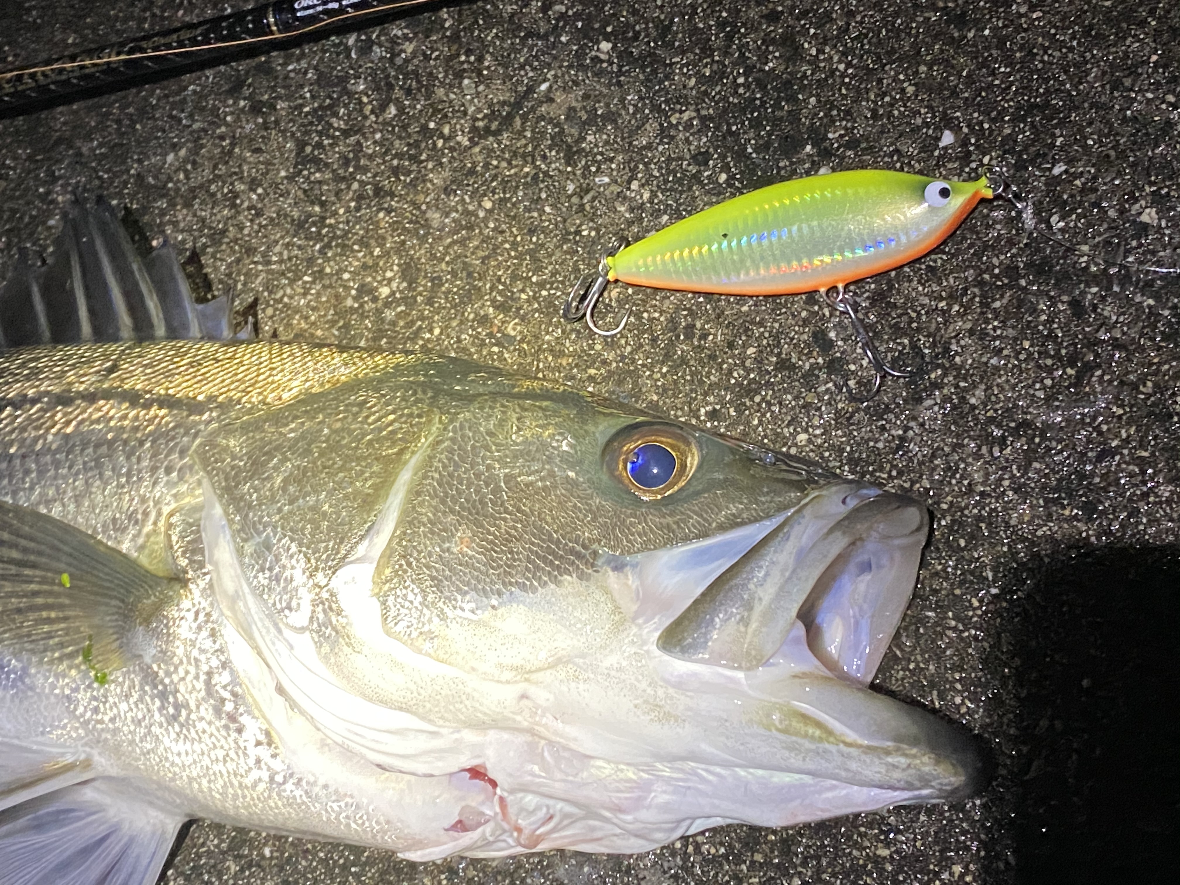 緩い流れにもスプーナー110F