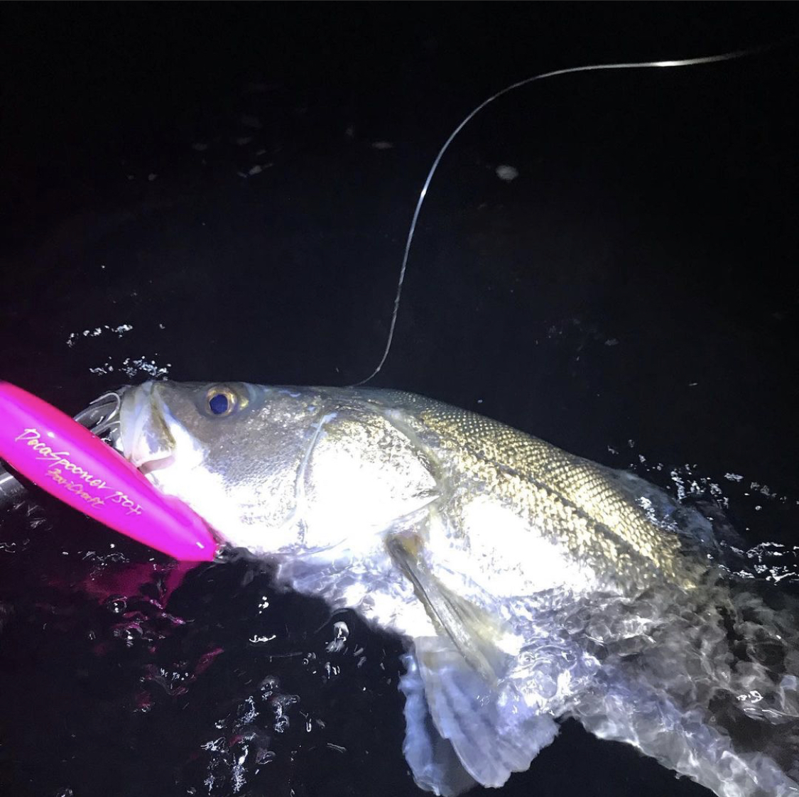 バリクラテスターからの釣果報告と…