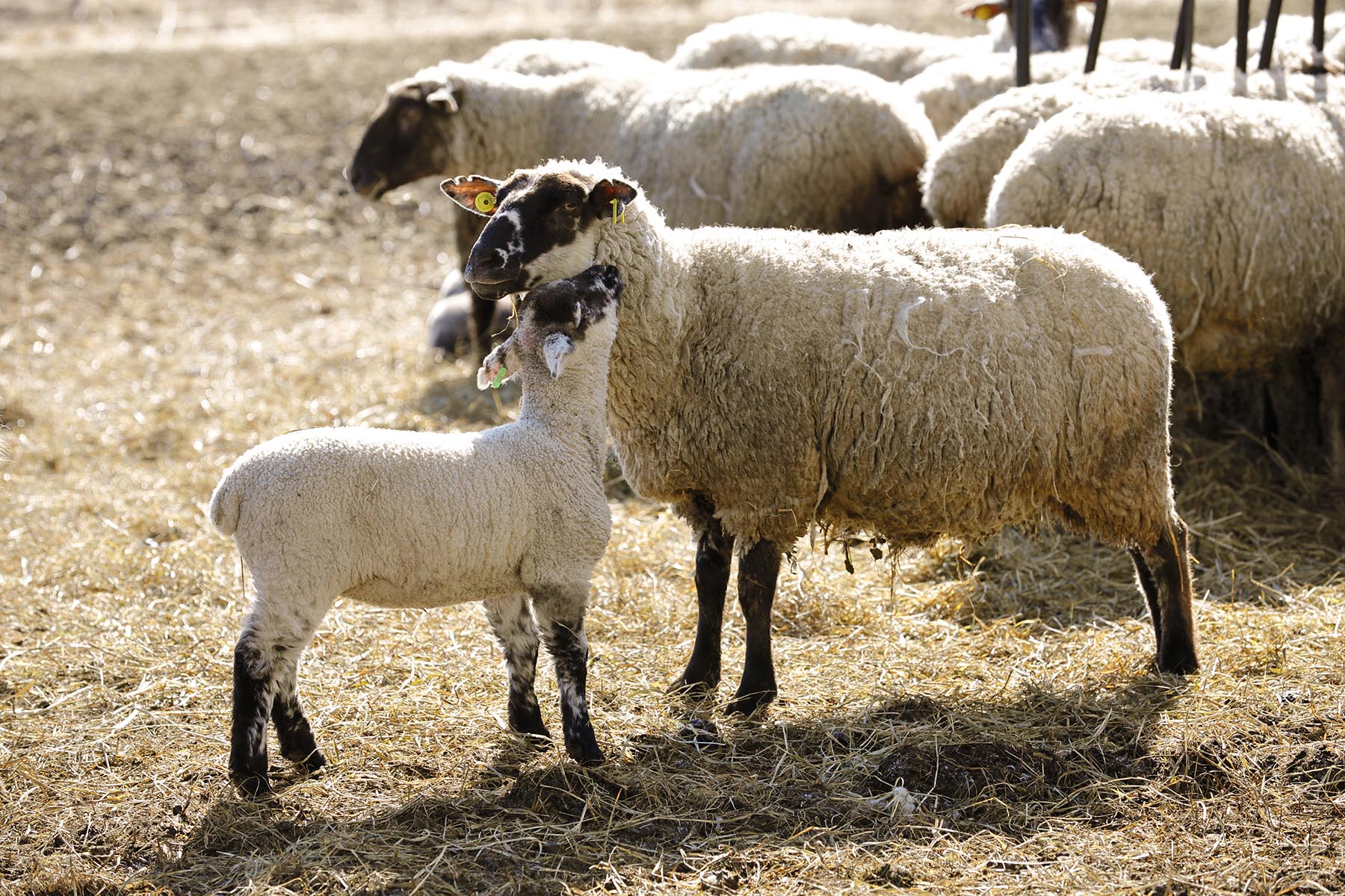茶路めん羊牧場では従業員を募集しています。