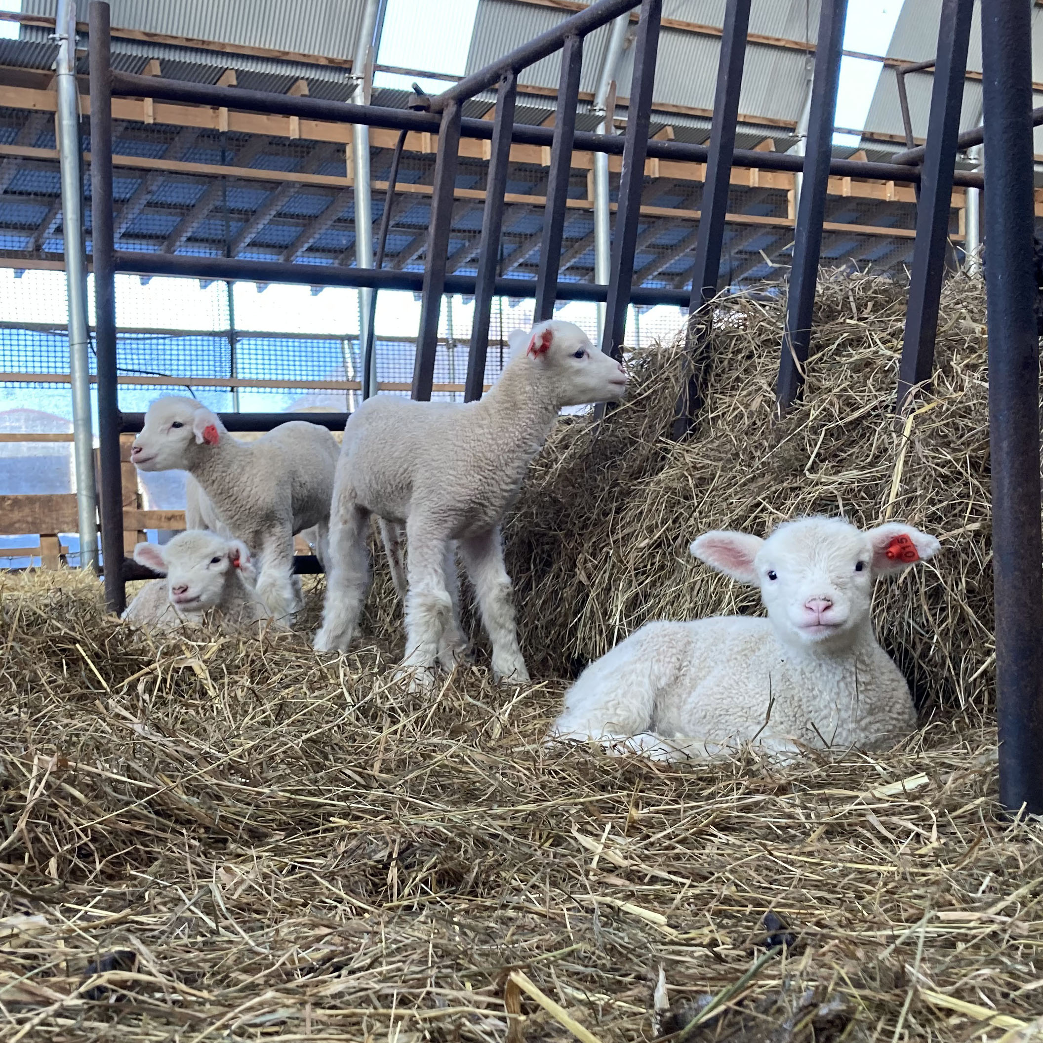 仔羊が毎日次々と誕生しています。