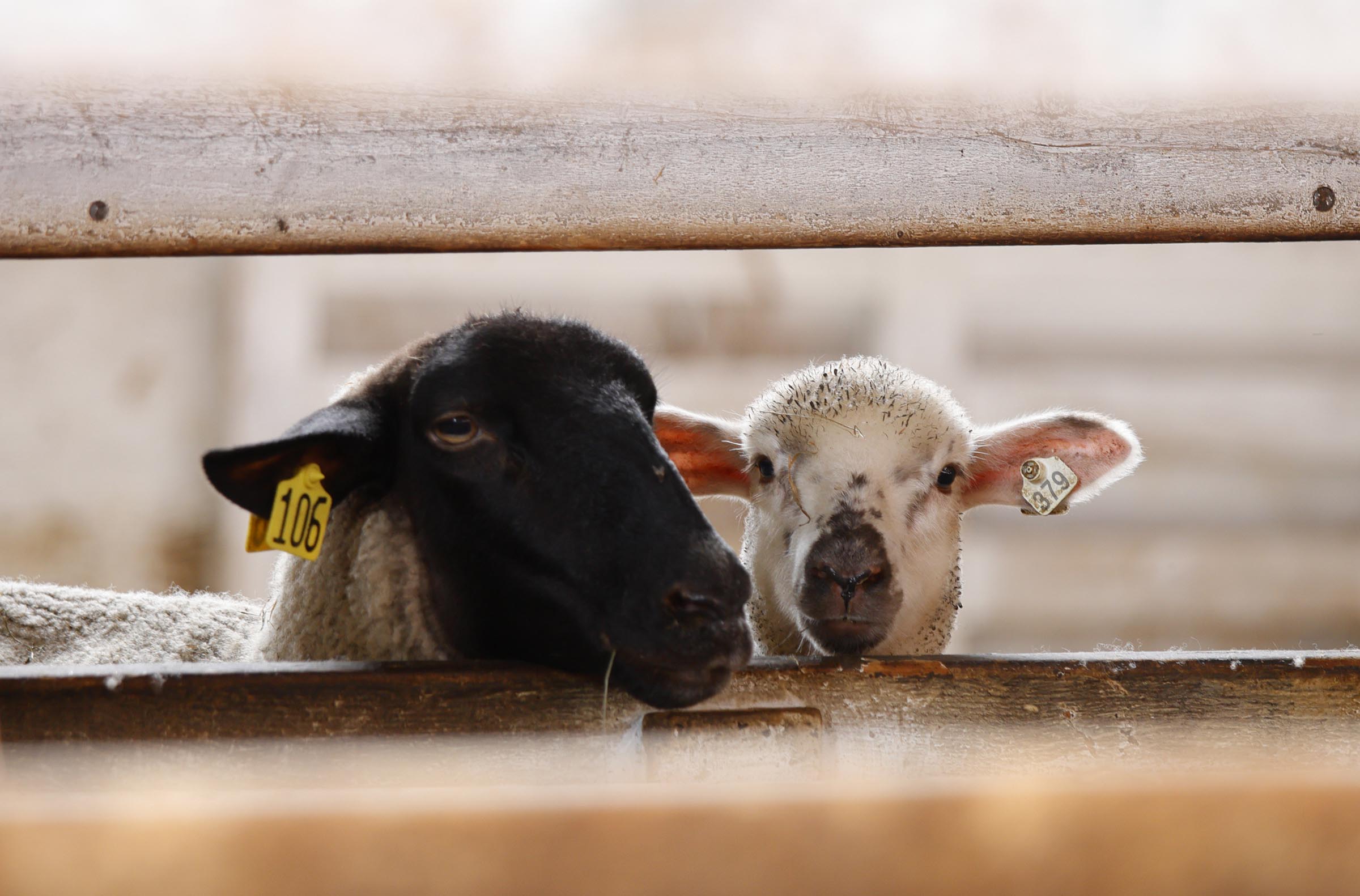 あけましておめでとうございます。