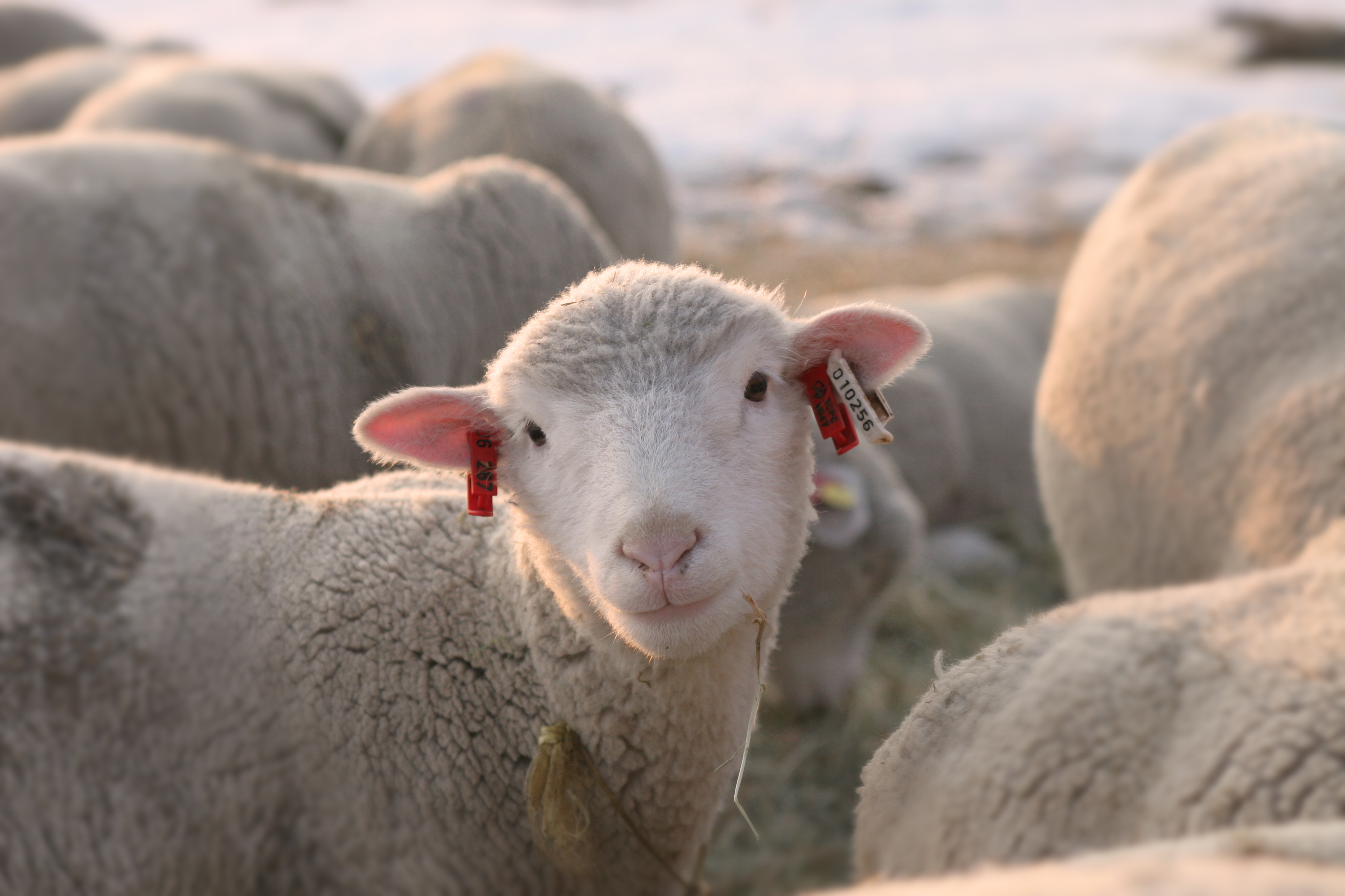 茶路めん羊牧場では従業員を募集しています。
