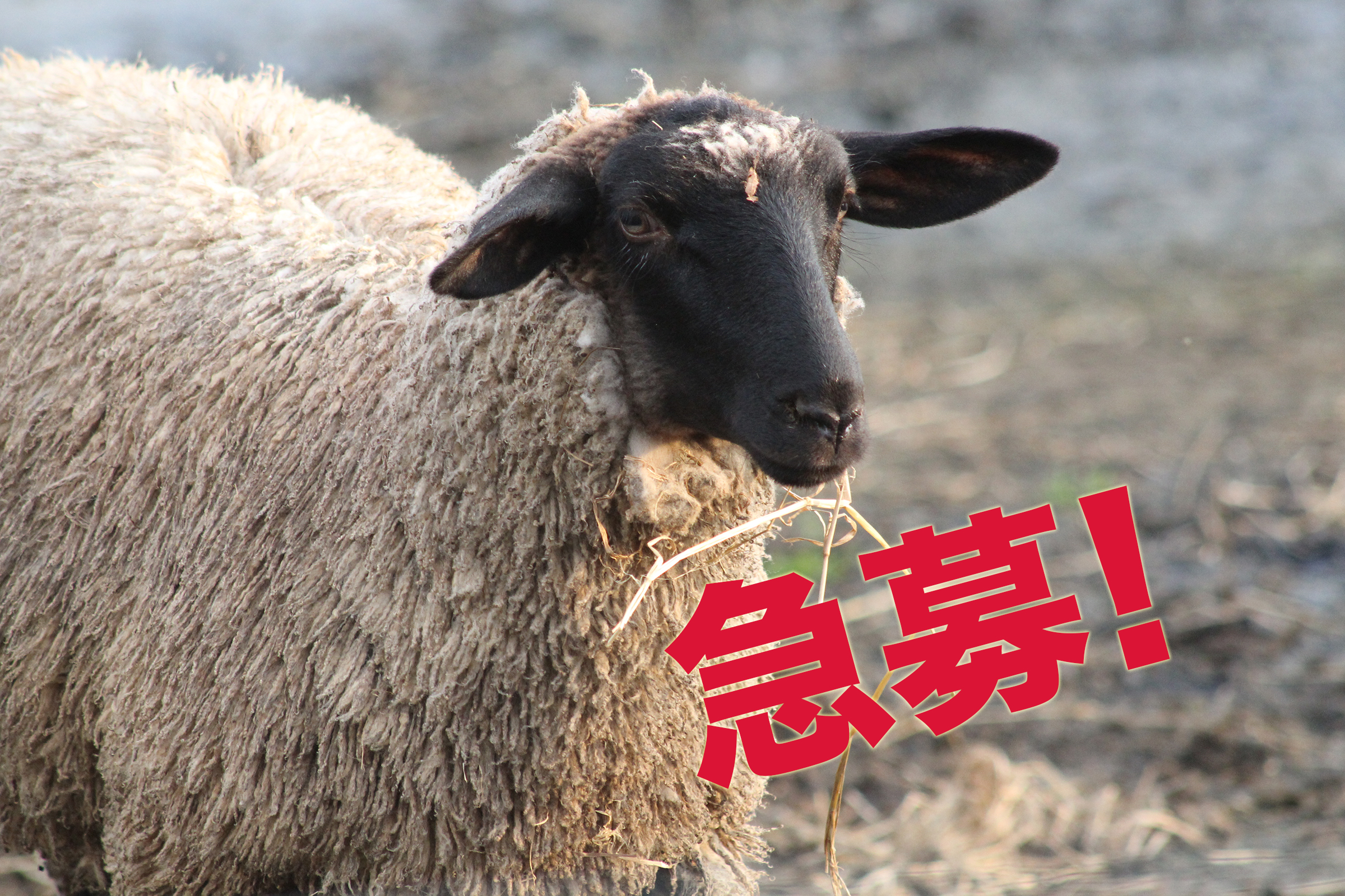 茶路めん羊牧場では従業員を募集しています。