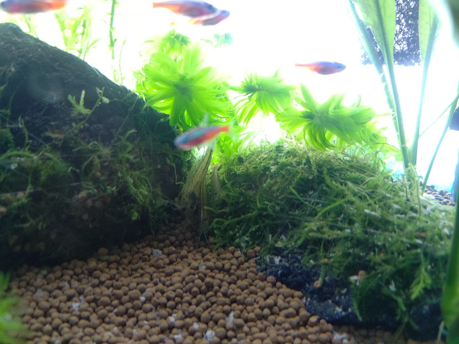 ベストショット