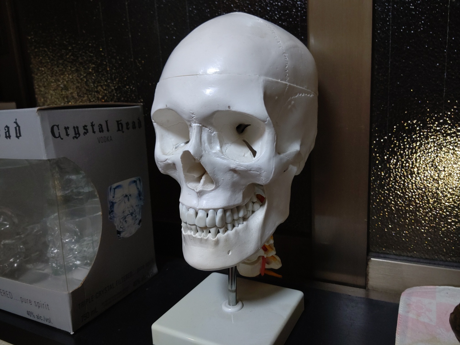 頭蓋骨