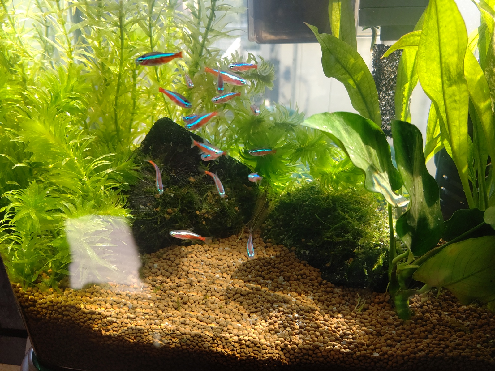 熱帯魚投入