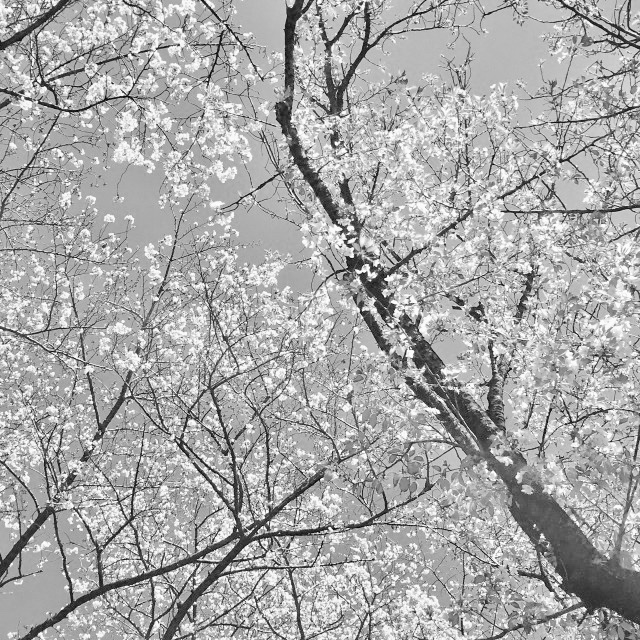 日々　／　雪桜
