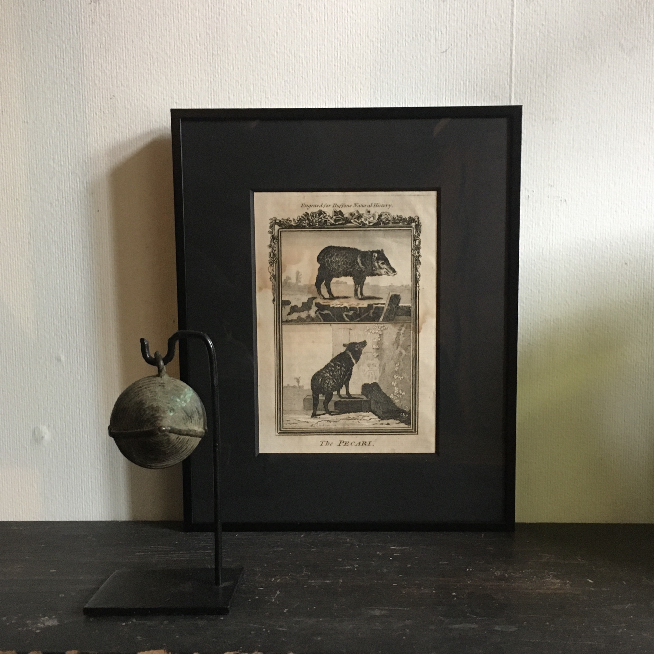 ● Histoire naturelle ／ Pecari額装品