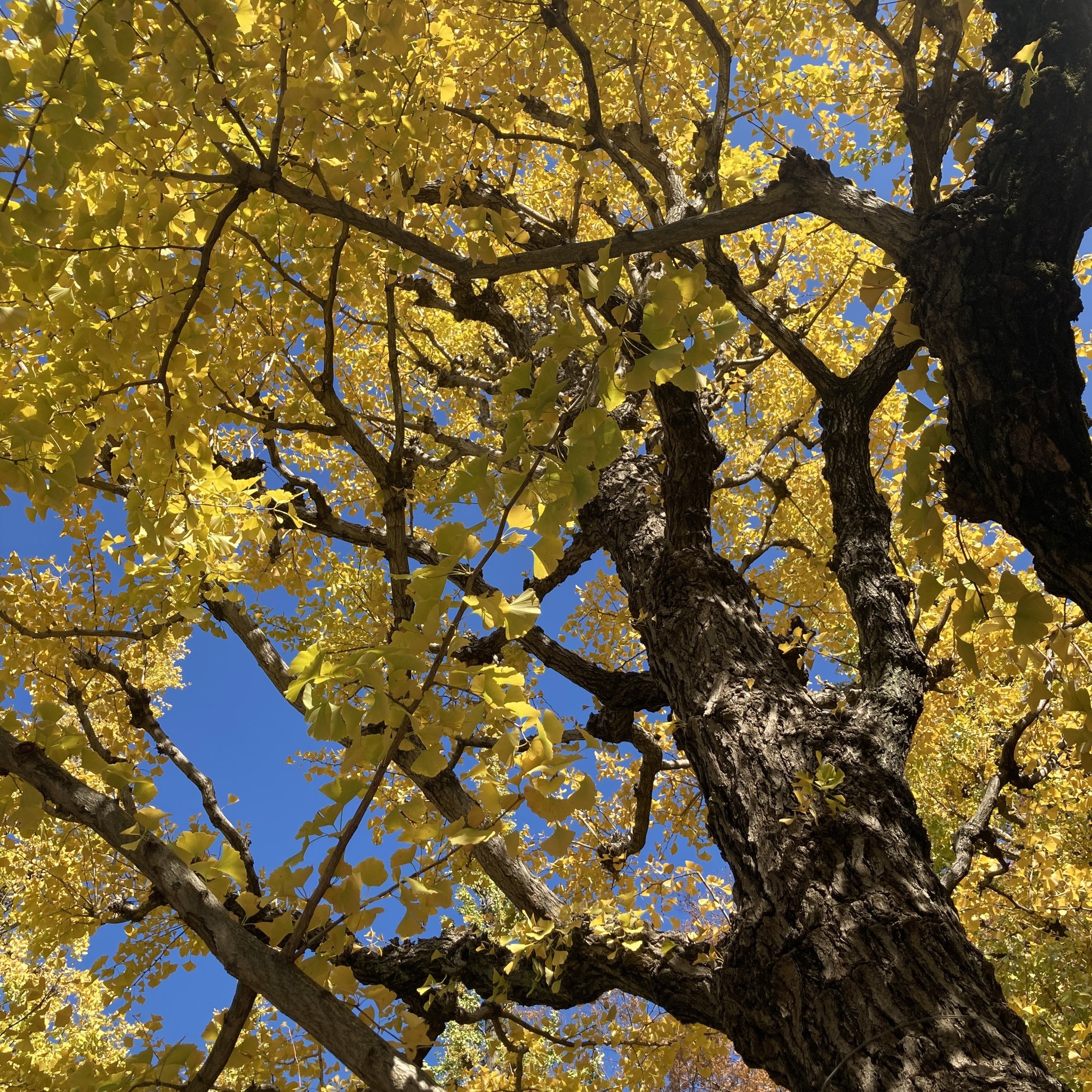 ○ 2025年11月 営業予定のご案内