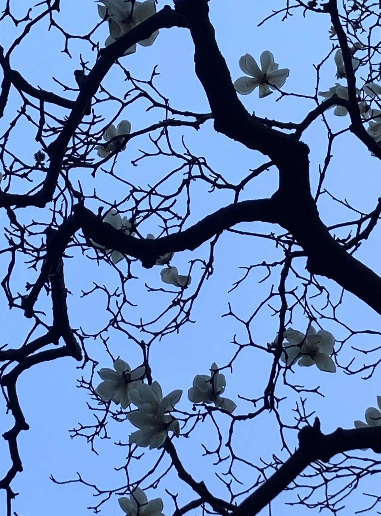 ○ 2026年3月　営業予定のご案内