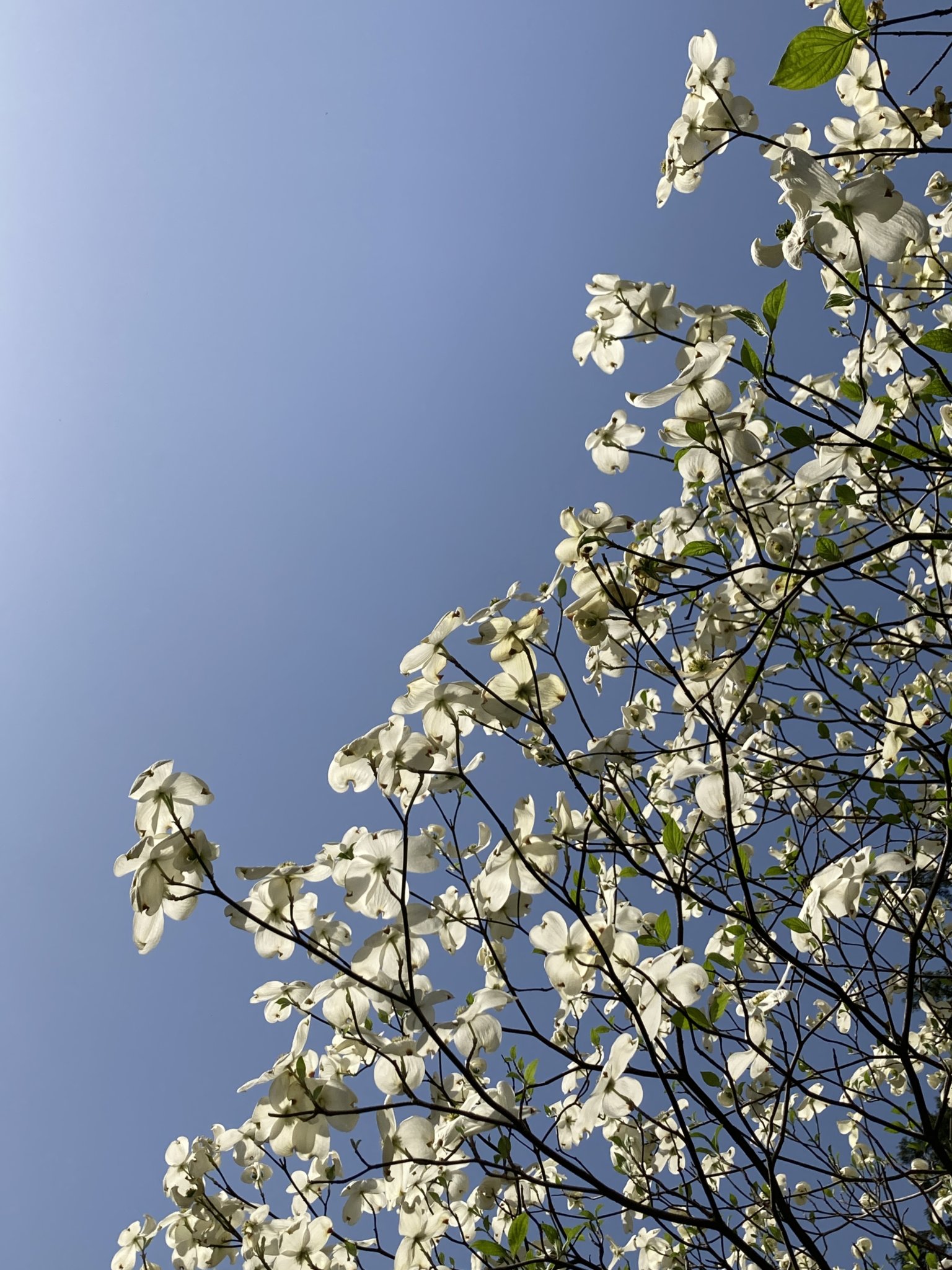 ○ 2026年4月 - 5月半ば　営業予定のご案内