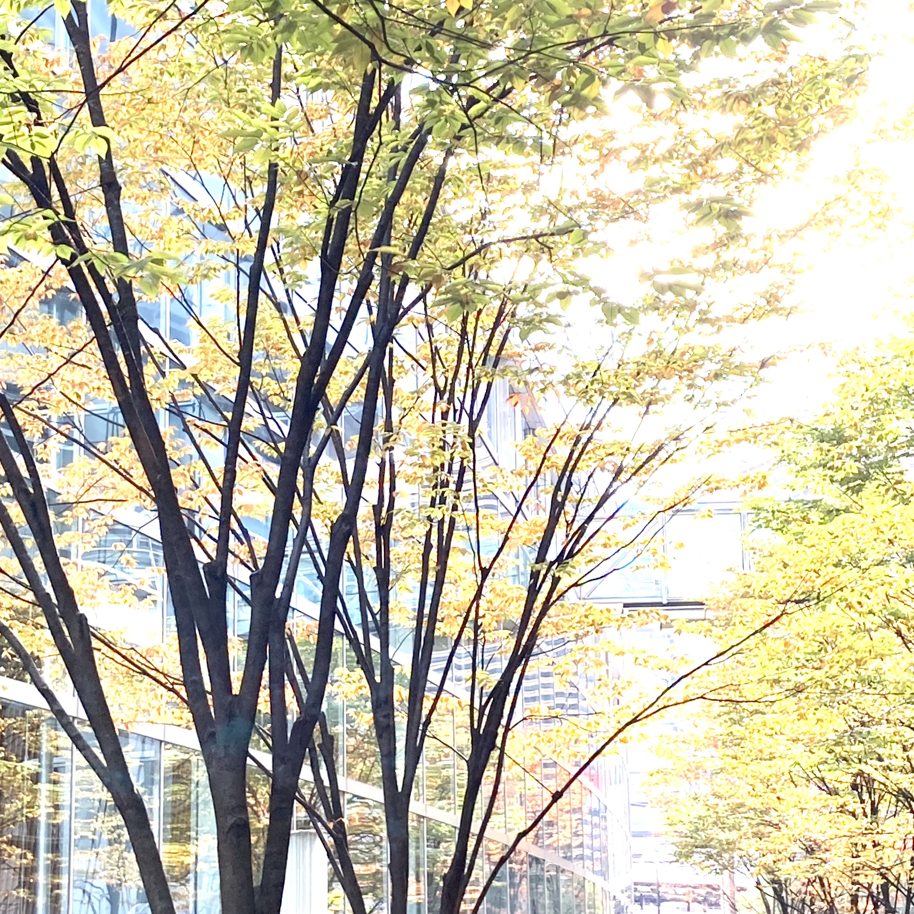◇ 2020,11/22(日) 大江戸骨董市 出店 無事終了いたしました
