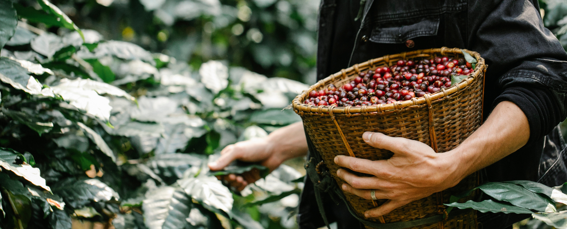 エシカルなバラココーヒー～持続可能な栽培方法と地元農家への支援～