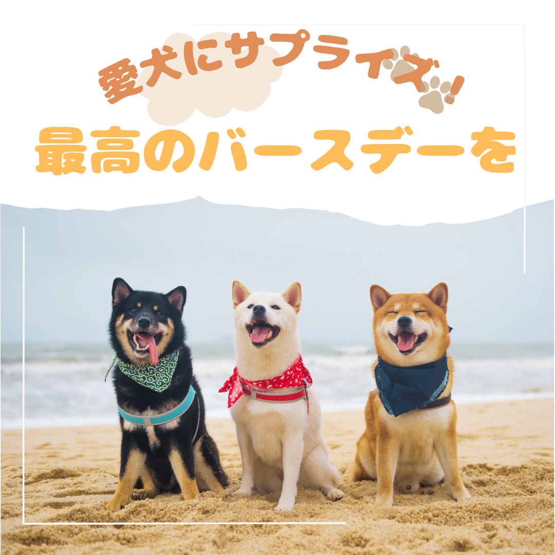 愛犬にサプライズ！華やかバルーンで最高のバースデーを